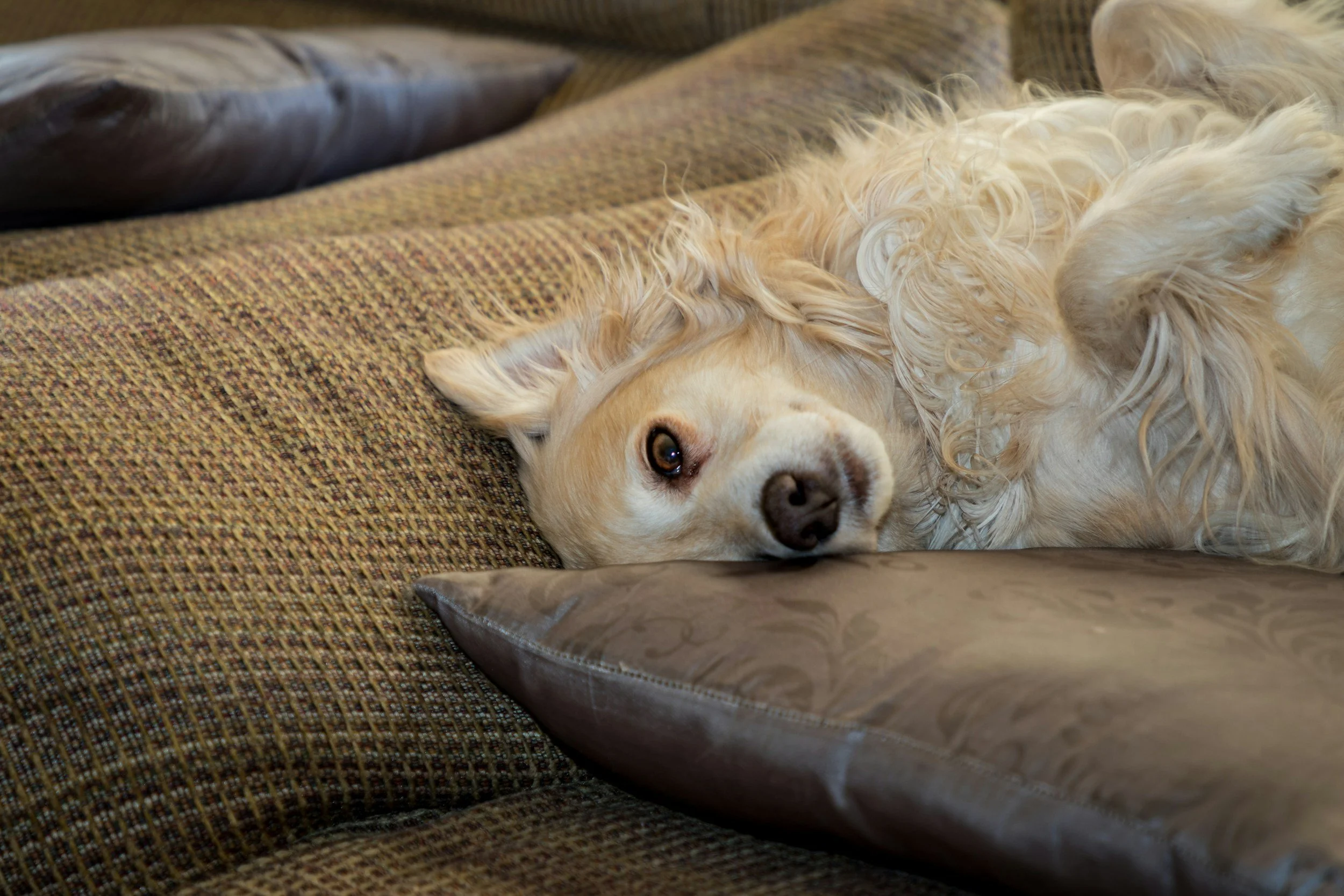 A golden retriever lying on its back on a patterned couch with a dark pillow nearby.