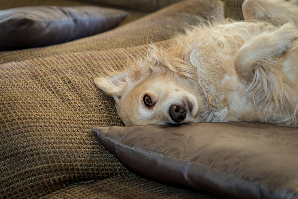 A cream-coloured dog resting on warm brown cushions