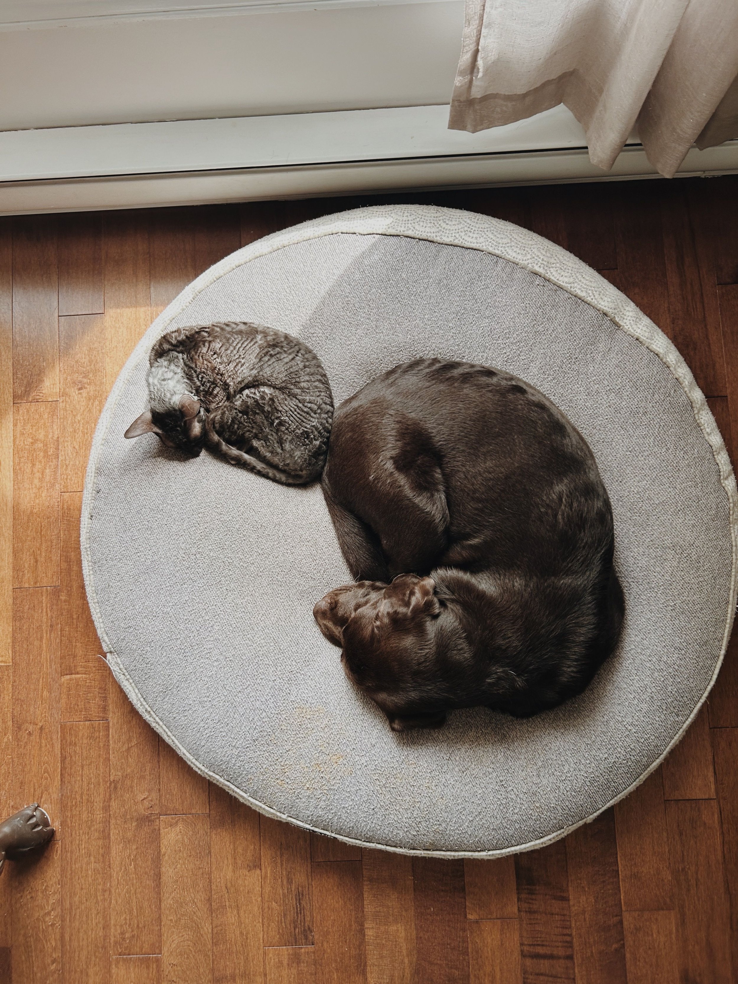 Two cats curled up and sleeping on a round beige rug, on a wooden floor near a window with beige curtains.