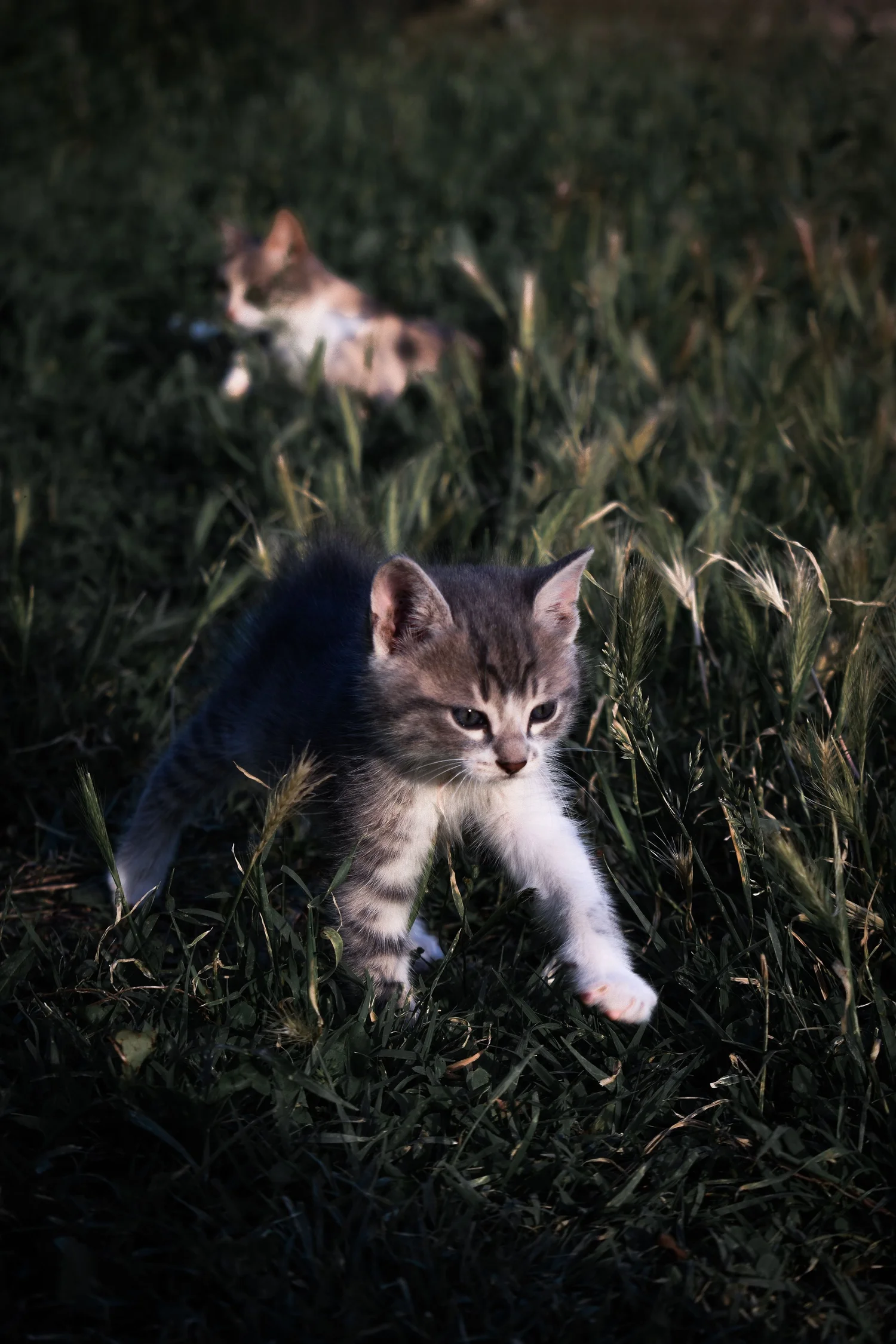 A small tabby kitten making its way through tall grass