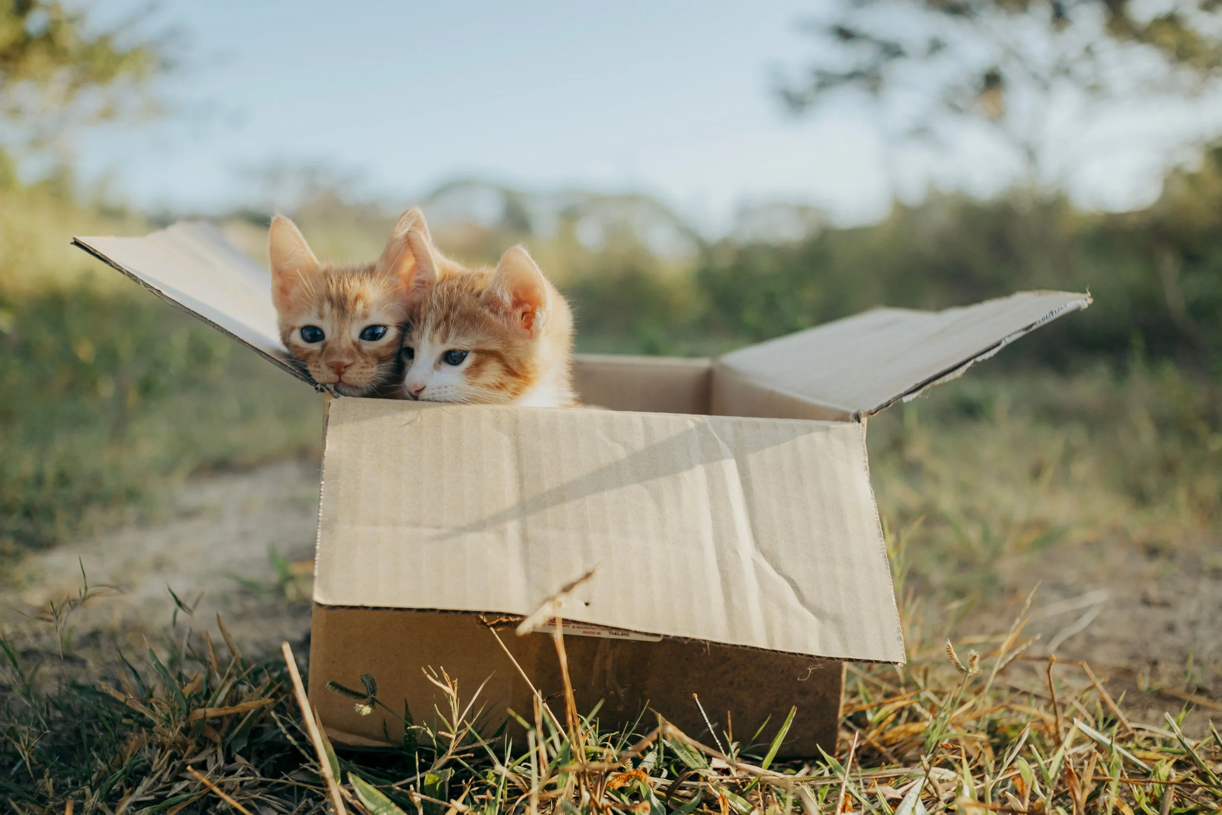 Two kittens sitting together in a cardboard box outdoors
