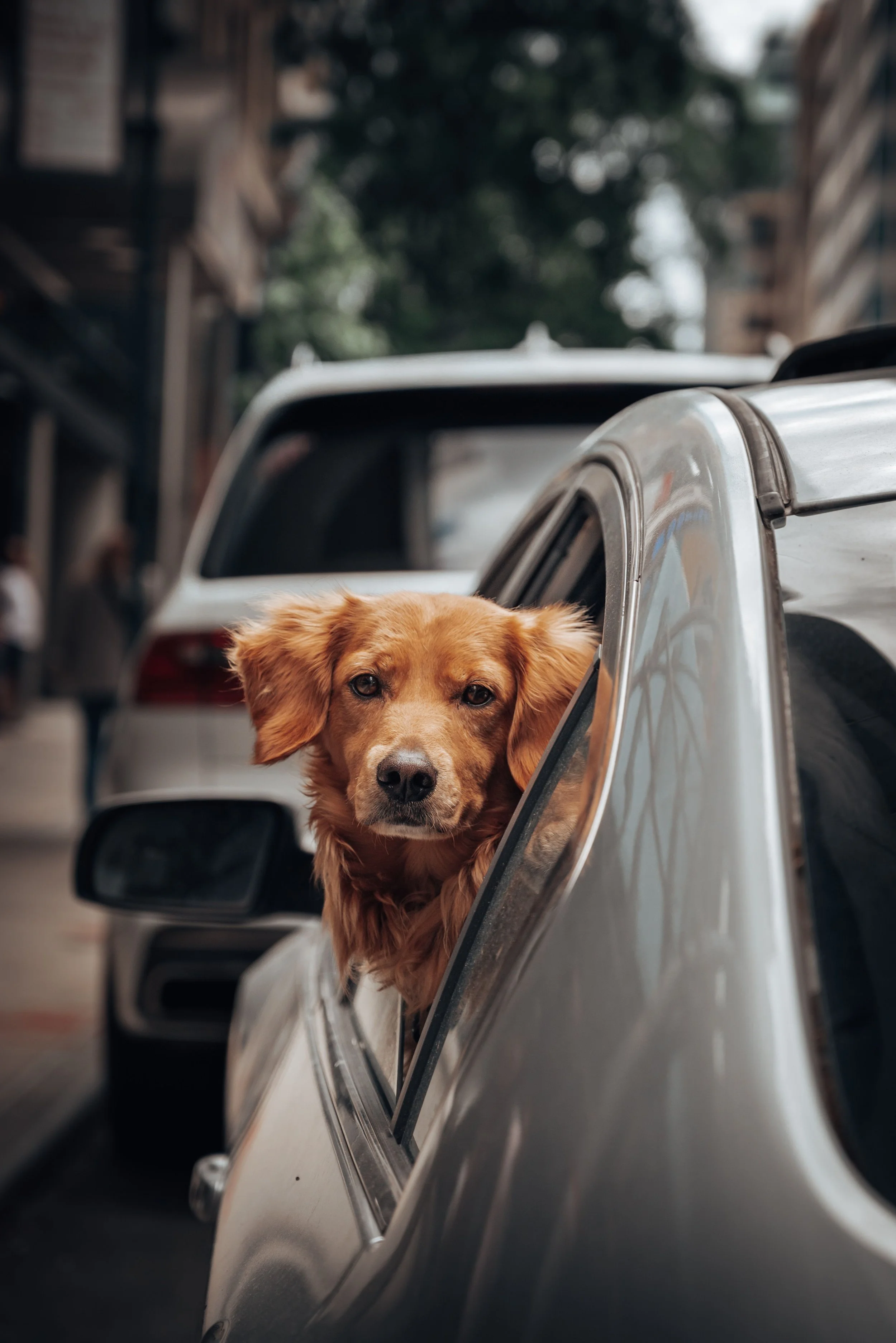 Golden dog looking out of a car window