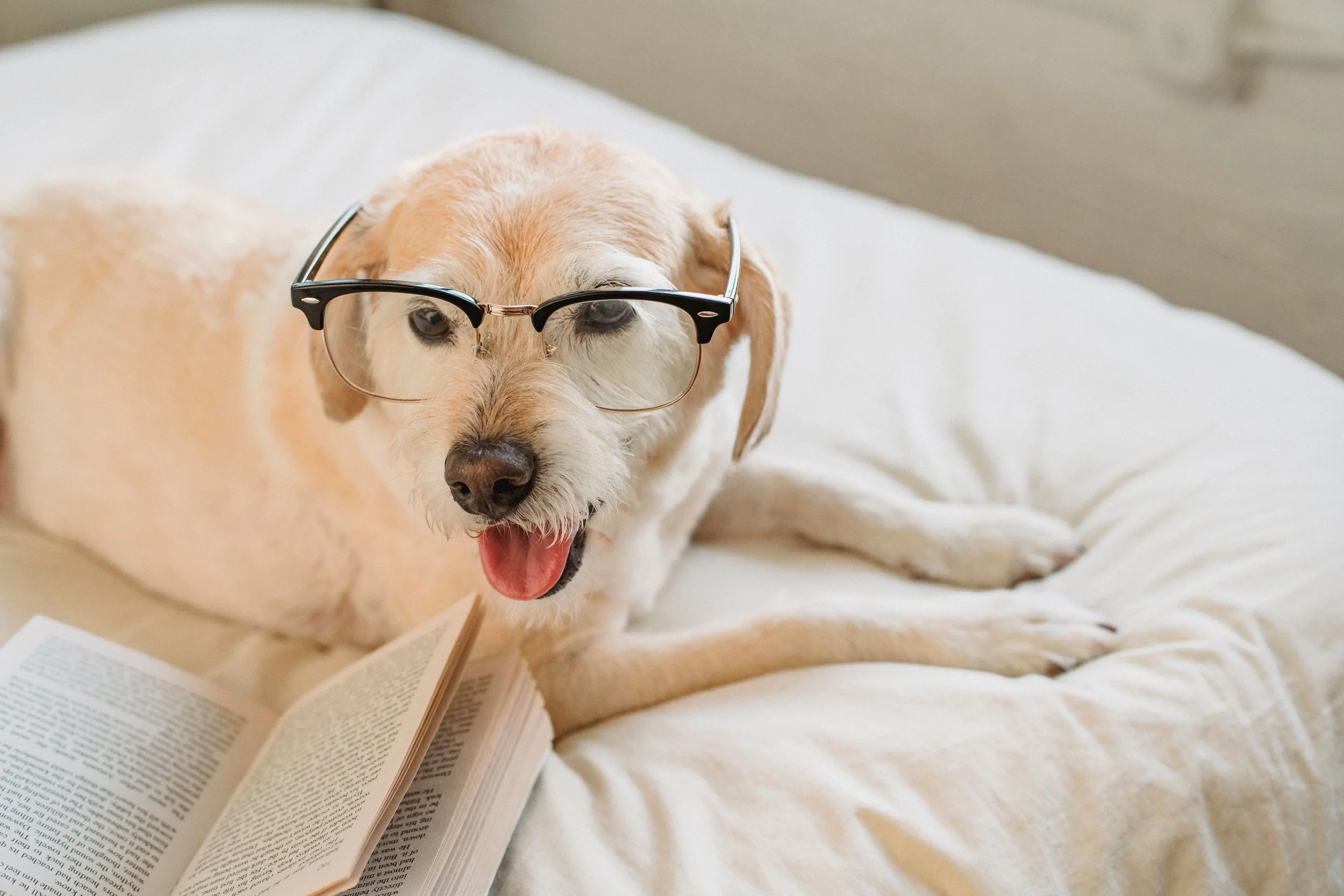 A small dog wearing glasses, lying on a bed with an open book in front of it.