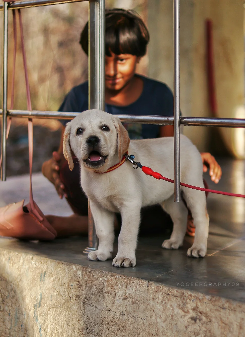 A young person sitting behind a cream-coloured puppy by a metal railing.