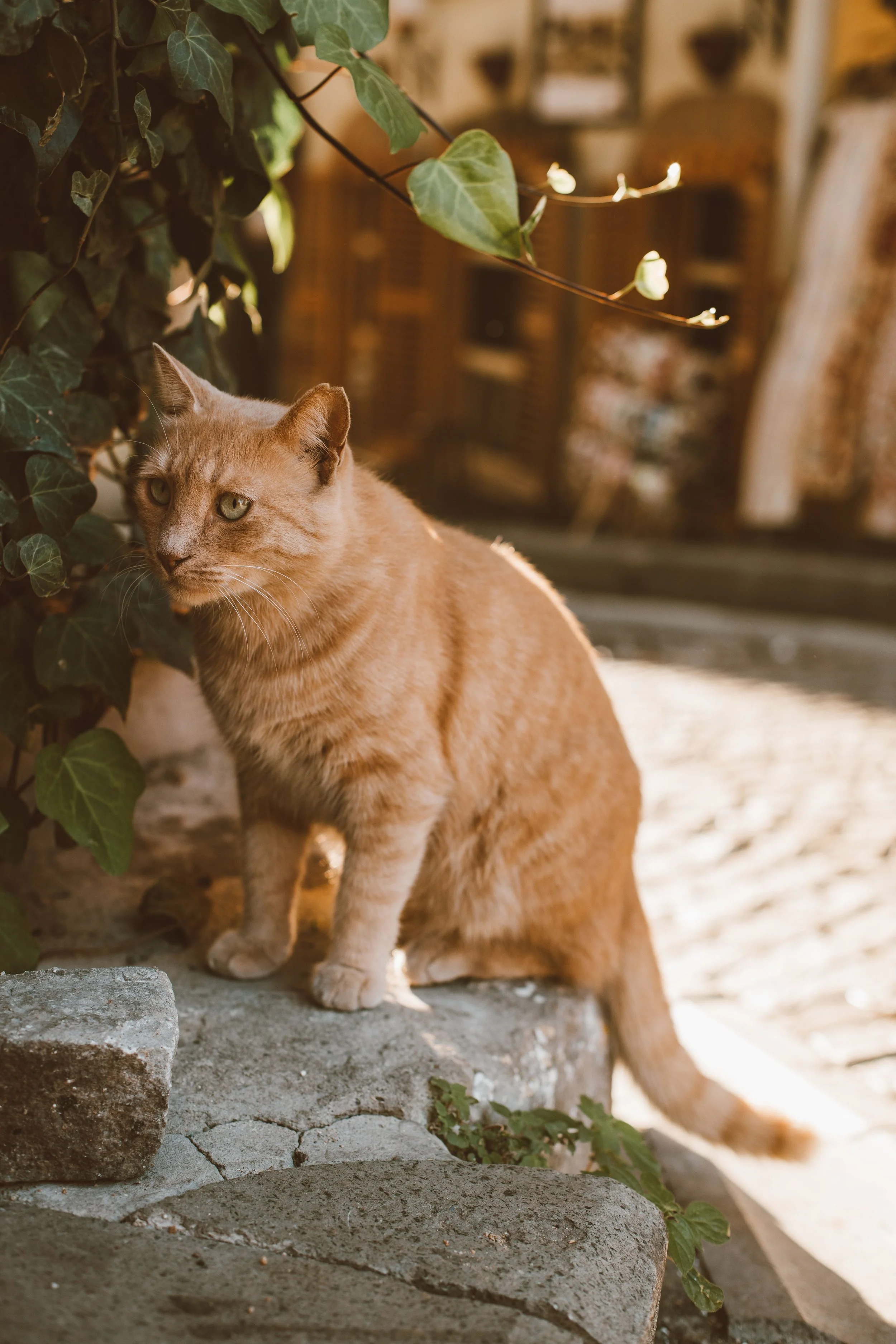 An orange tabby cat standing outdoors near green ivy leaves and bricks, with a blurred background and sunlight.