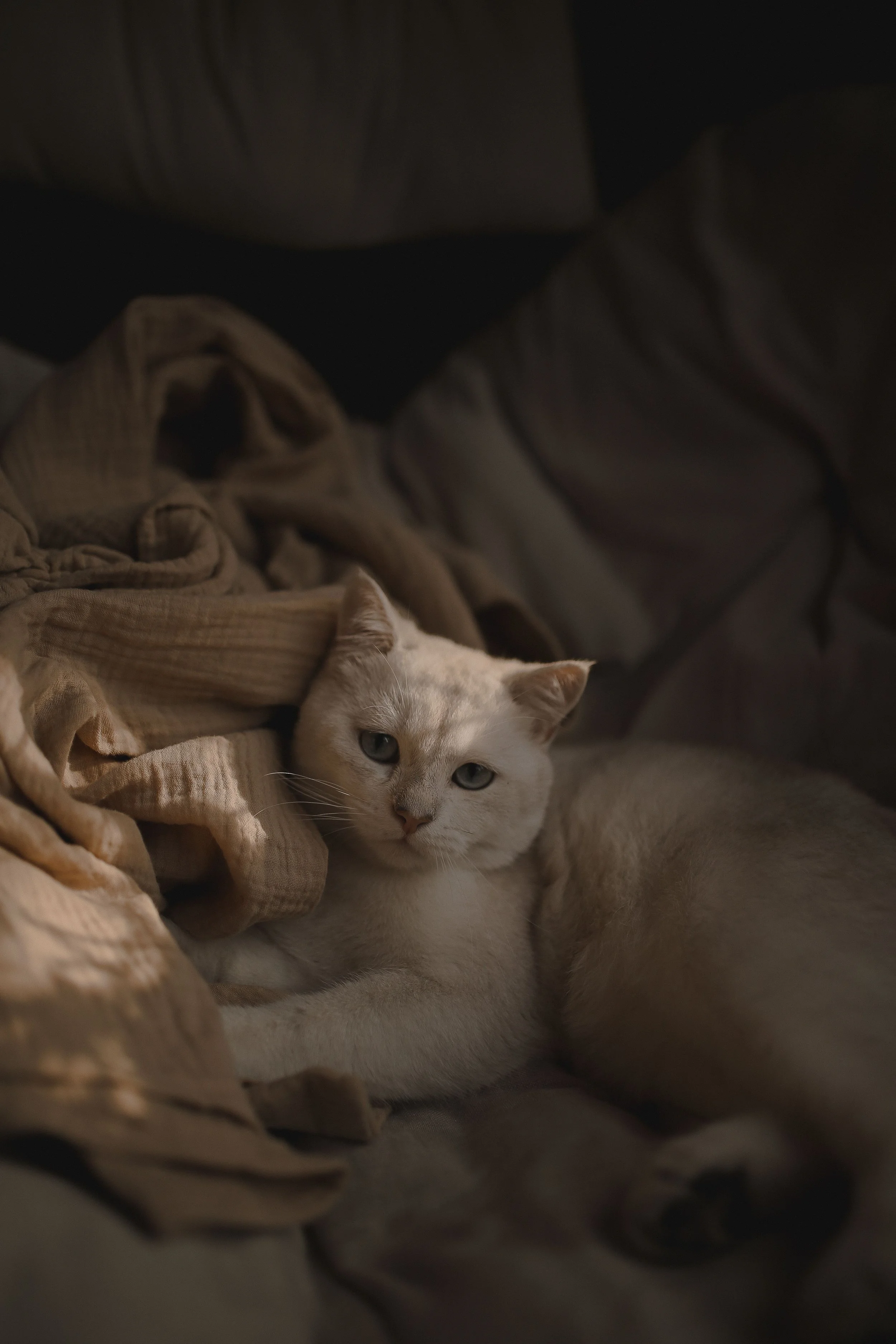 A cream-colored cat with blue eyes lying on a beige blanket surrounded by dark and light cloths.