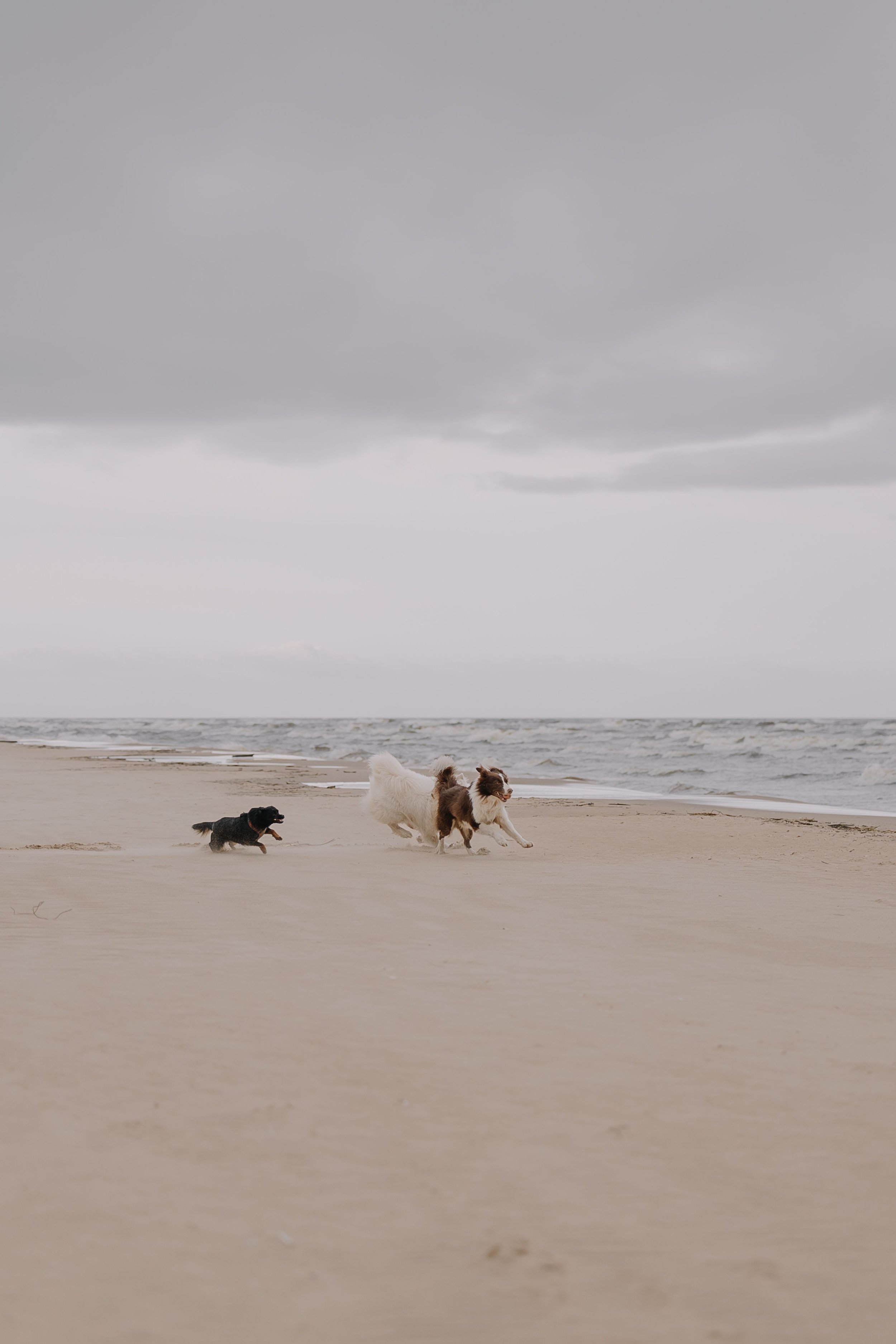 Four dogs playing on a sandy beach under a cloudy sky with ocean waves in the background.