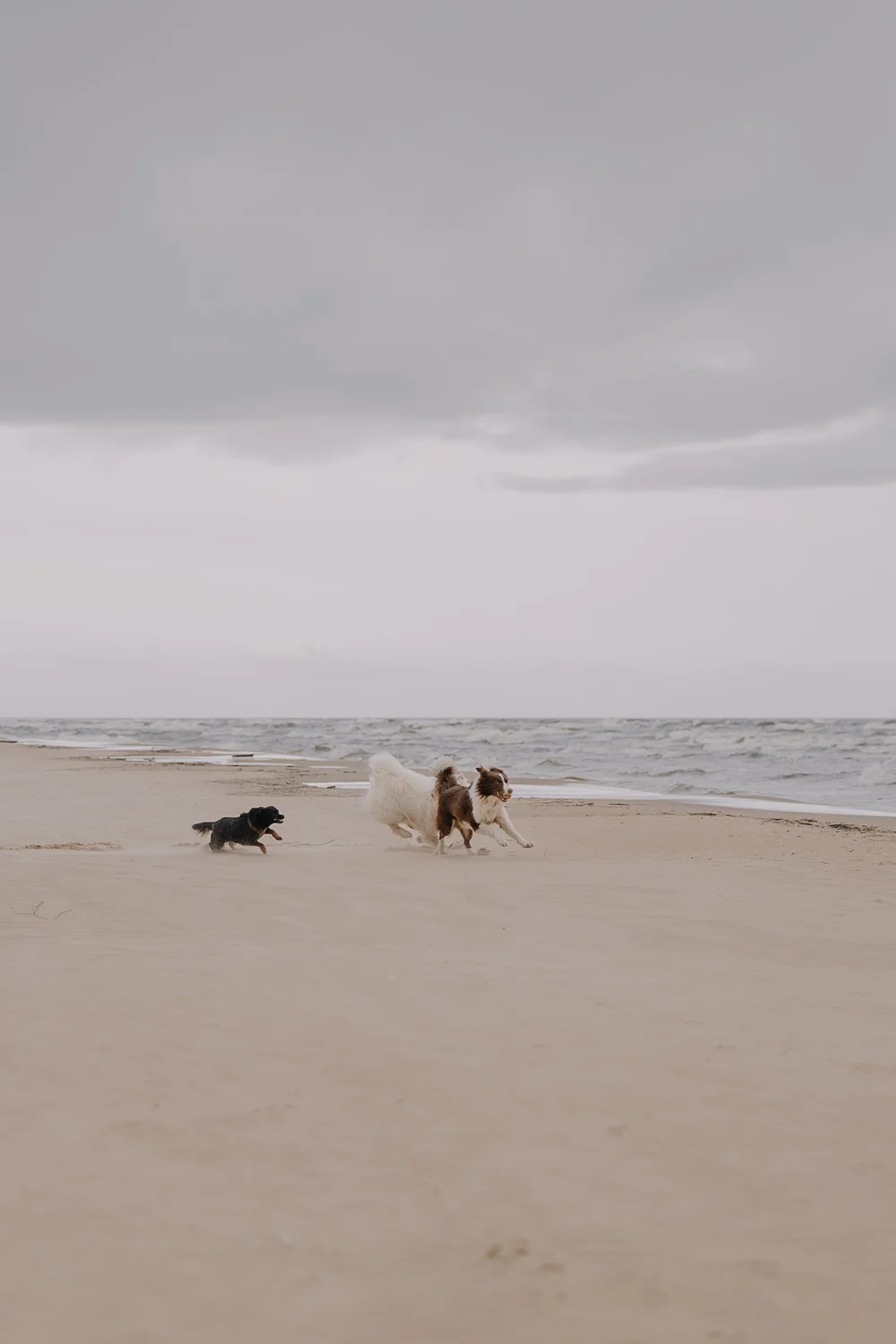Three dogs running together along a quiet beach.