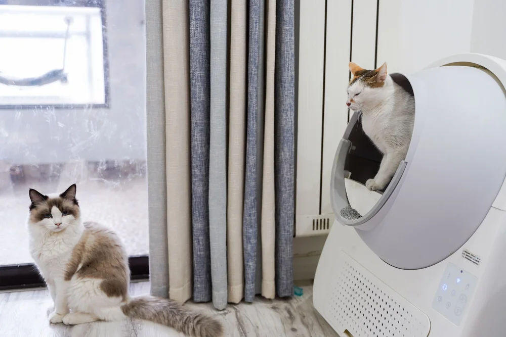 Two cats indoors, one by a window and one in a round white enclosure.