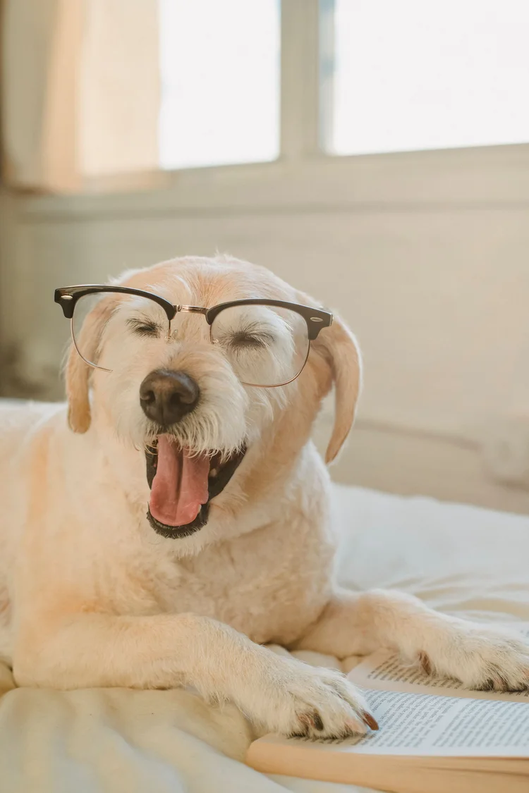 A dog wearing glasses beside an open book.