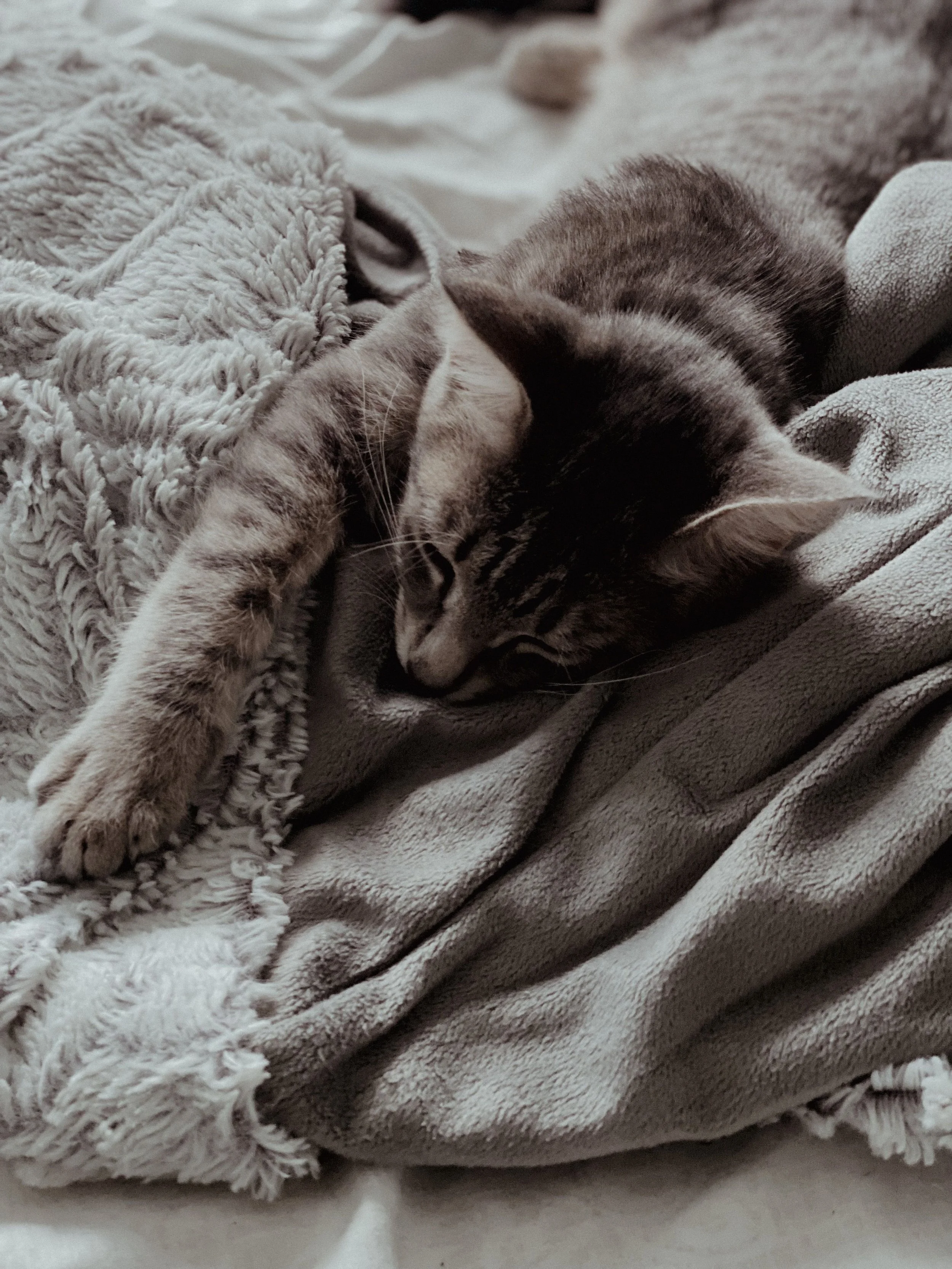 Two kittens cuddling on a soft blanket.