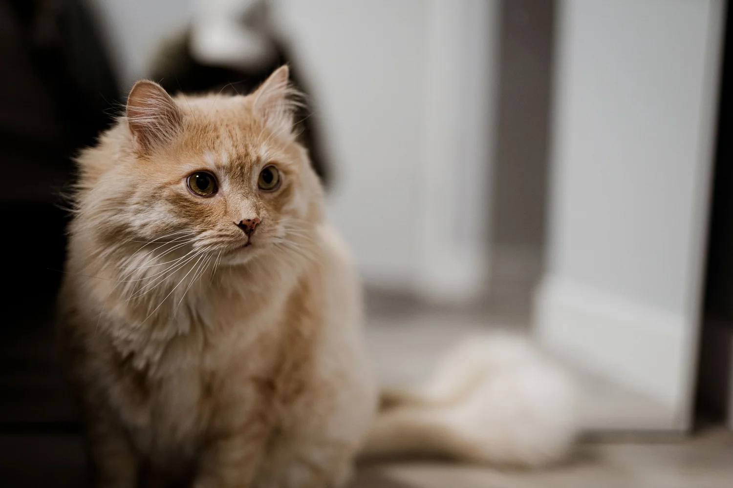 A fluffy ginger cat sitting beside a window