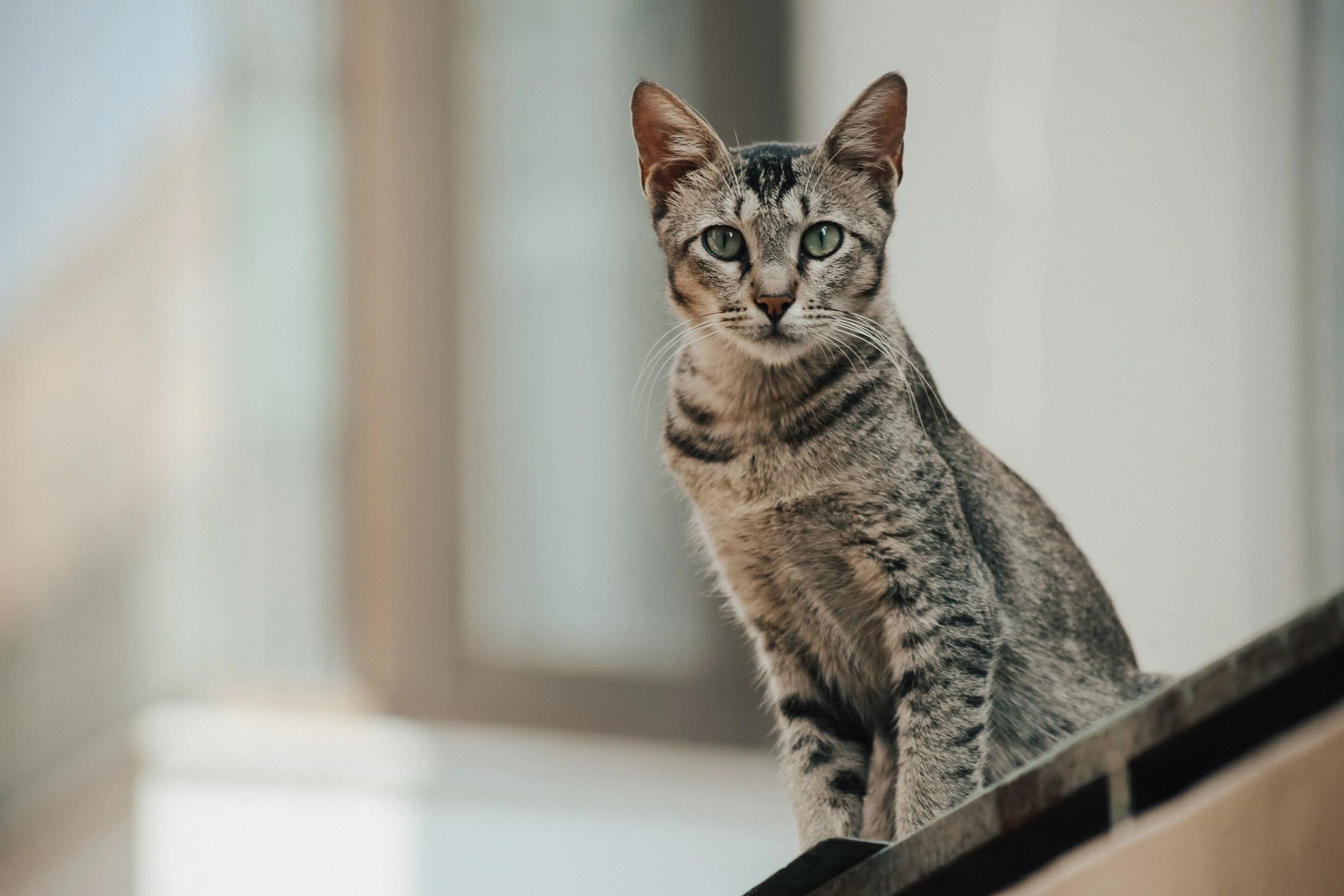 A tabby cat with green eyes sitting indoors, looking directly at the camera.