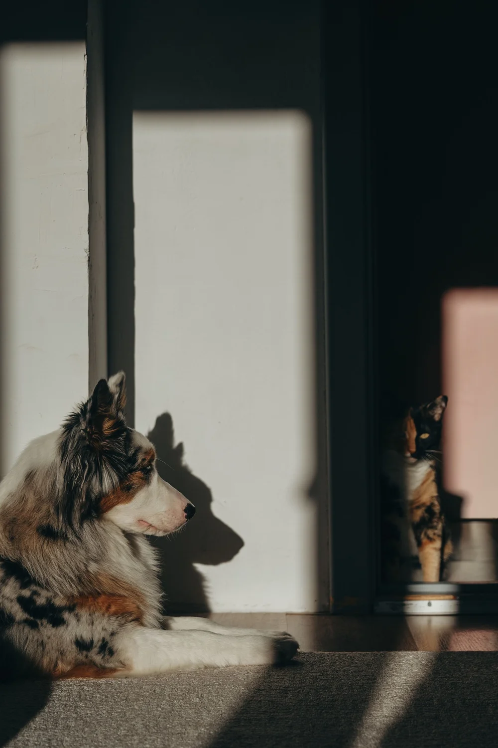 A dog resting in the sunlight while a cat sits in a nearby doorway.