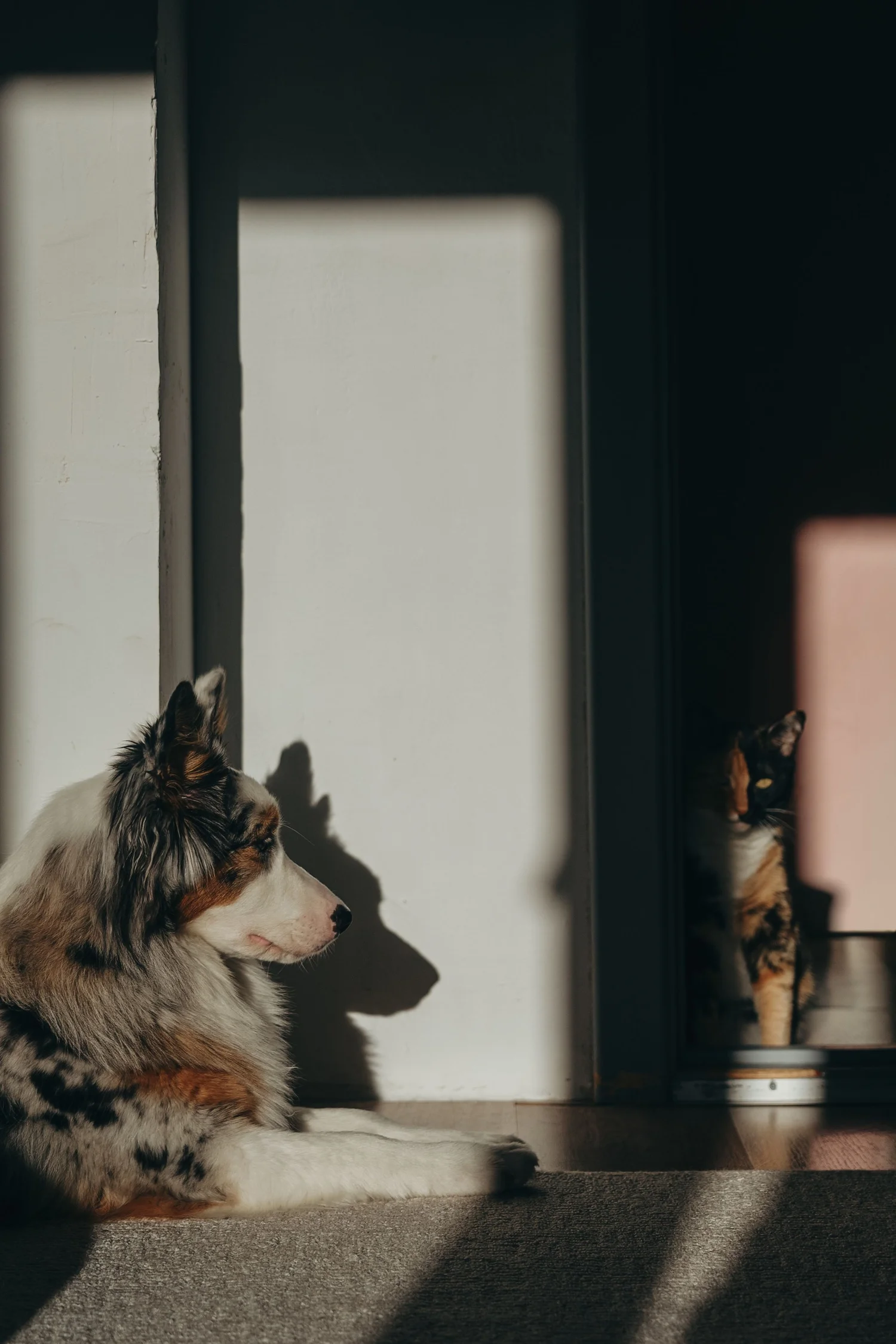A dog and cat together outdoors