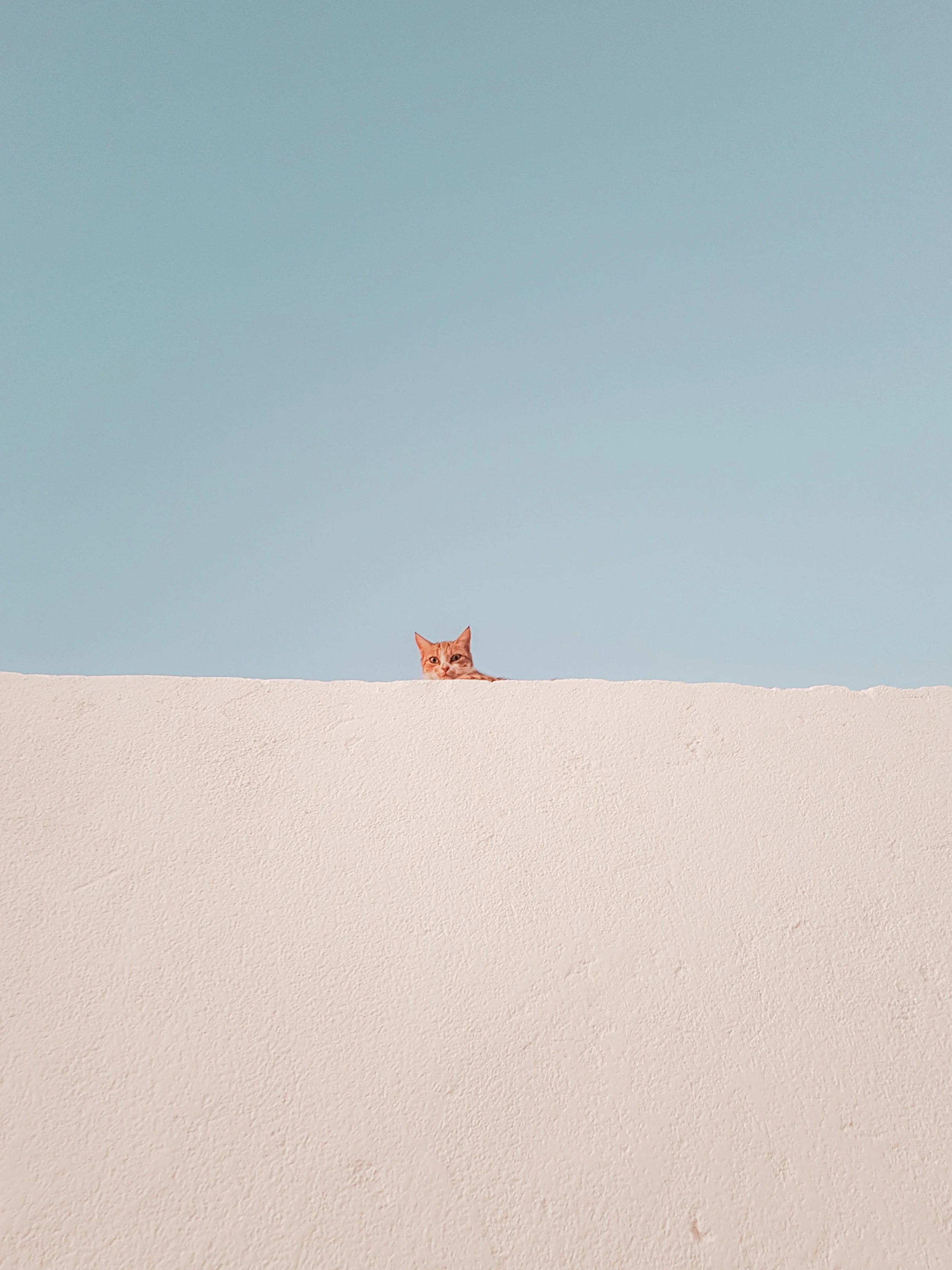 A cat peeking over a white textured wall with a clear blue sky in the background.