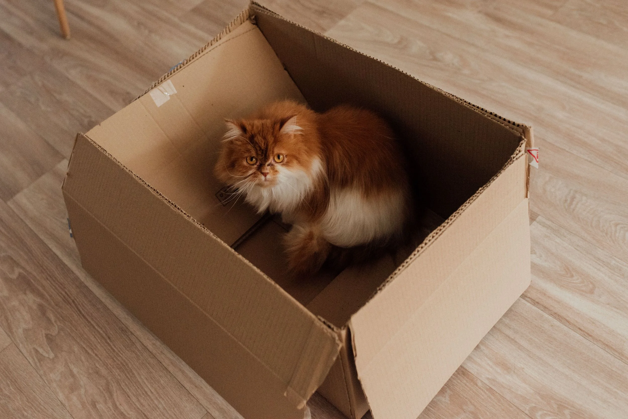 Fluffy orange cat sitting inside a cardboard box