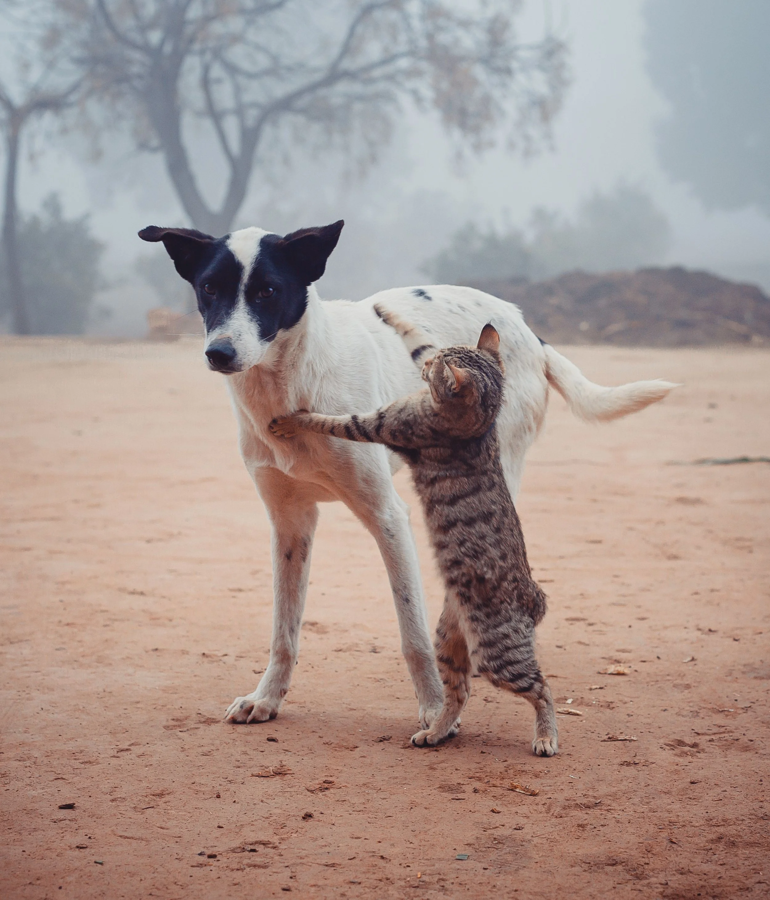 A black and white dog and a tabby cat playing together on a dirt ground with foggy trees in the background.