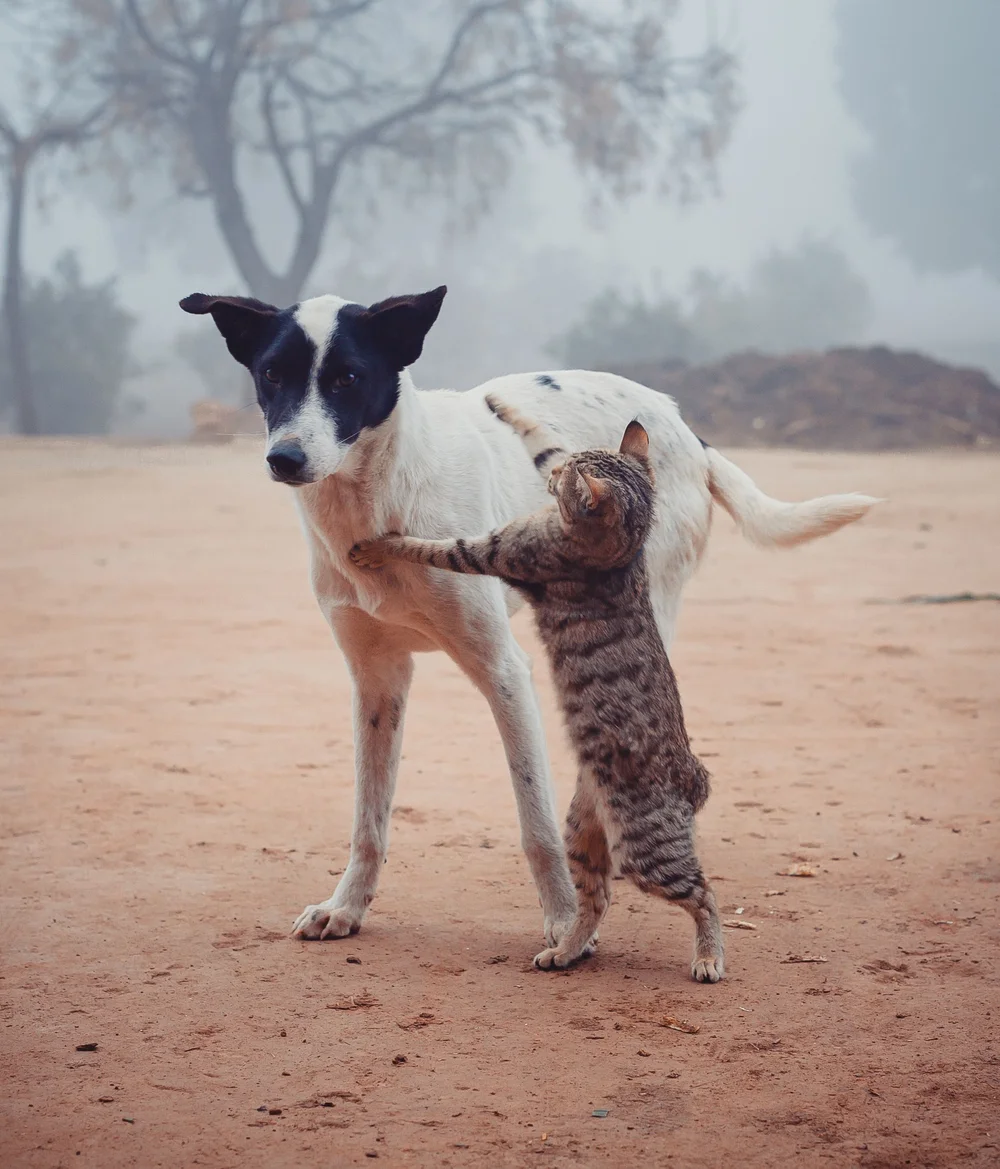 A tabby cat standing on its hind legs beside a black-and-white dog outdoors.