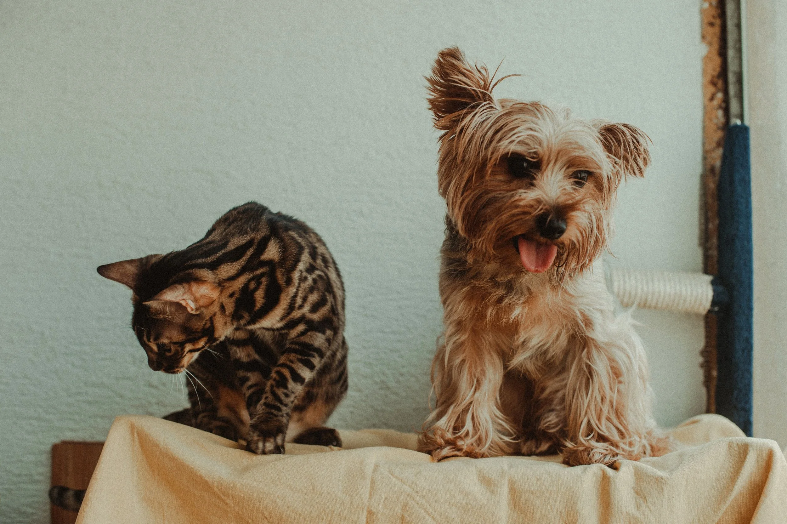 A tabby cat and a small dog, possibly Yorkshire Terrier, sitting on a beige cloth-covered surface against a light green wall. The dog is looking at the camera with tongue out. The cat looks downward, partially turned away.