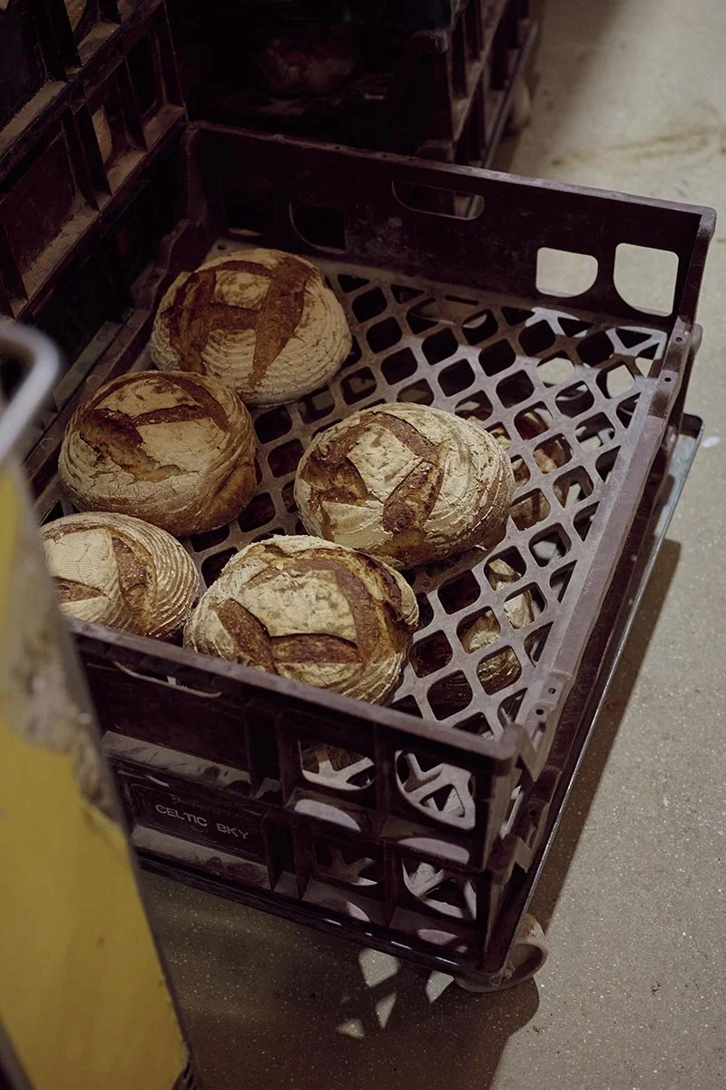 Four loaves of bread with a rustic, cracked crust in a plastic crate at a bakery or store.
