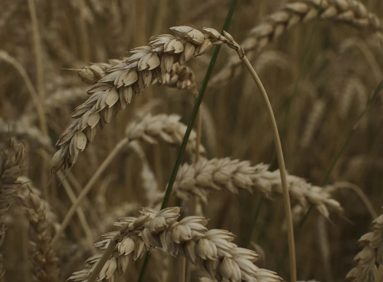 Close-up of mature wheat heads in a wheat field