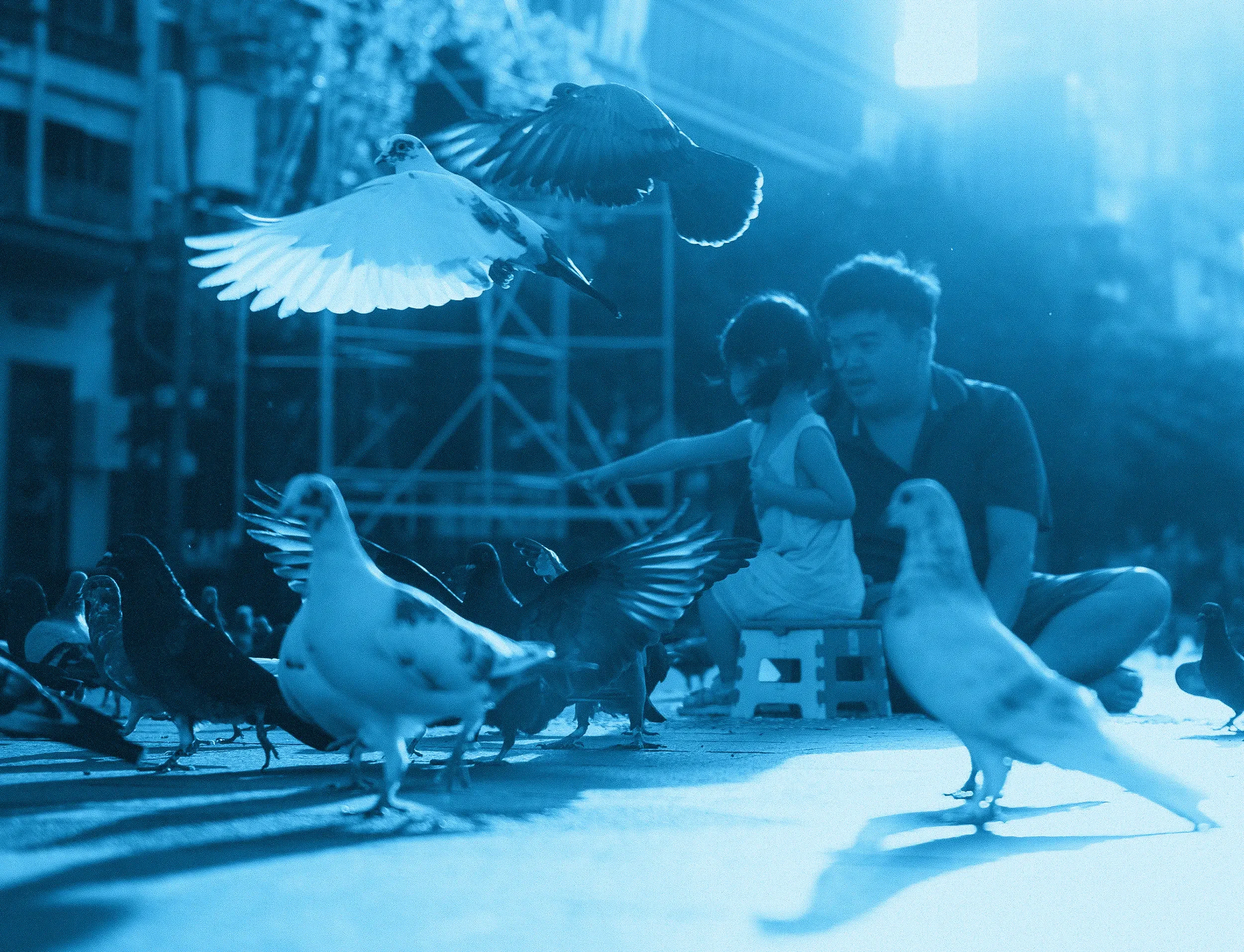 Several pigeons are gathered on a sidewalk, with two pigeons in flight above them. People are walking in the background, and the scene is illuminated with a blue tint.