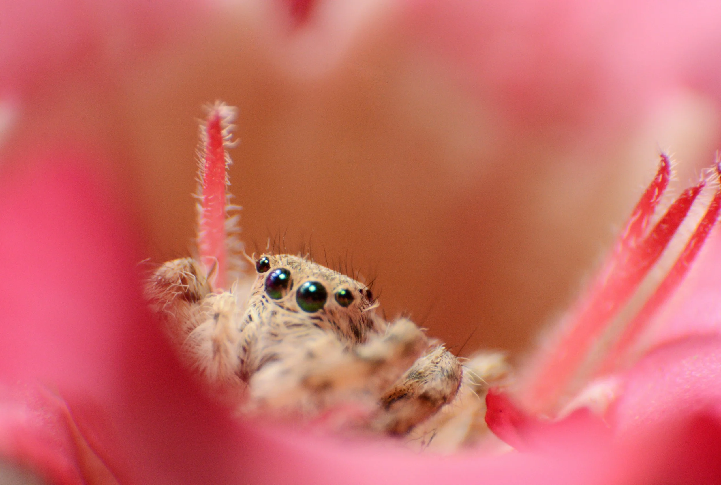 Insects