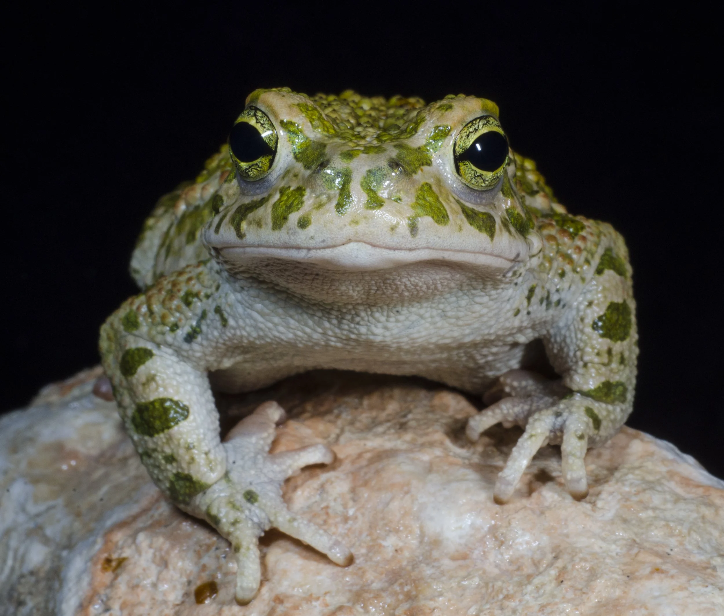 Animal in Studio - Sciance Project