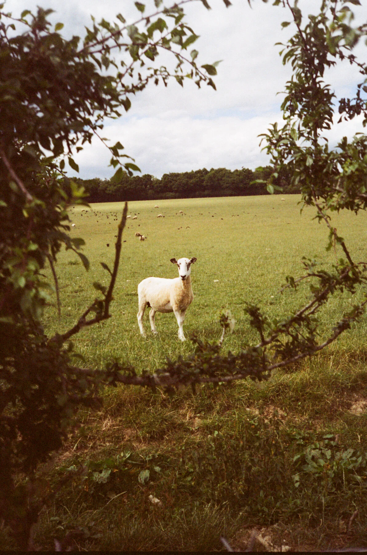 EastSussex18.jpg