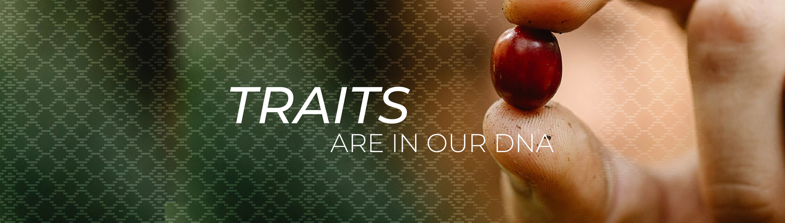 A close-up of a person stacking smooth stones, with the text 'Traits are in our DNA' overlaid.