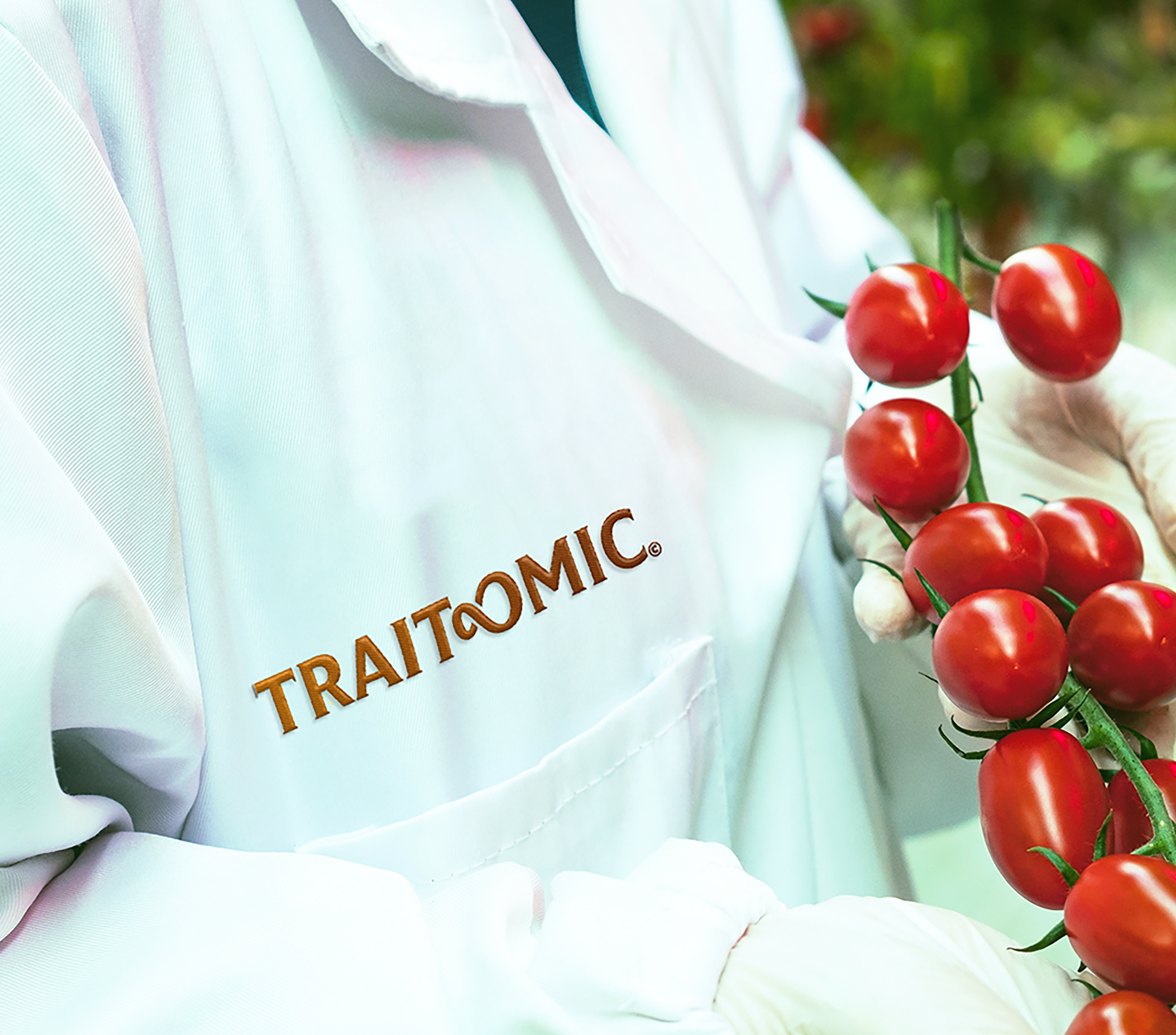 Close-up of a person wearing a Traitomic white lab coat holding a cluster of cherry tomatoes on the vine outdoors.