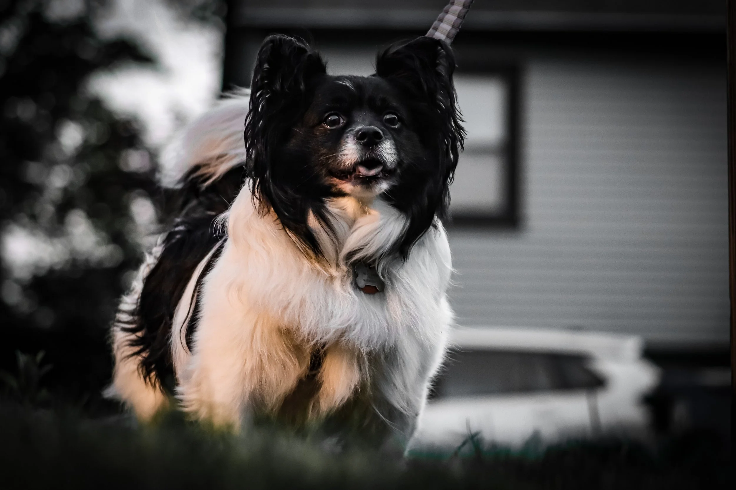 Animal Photography