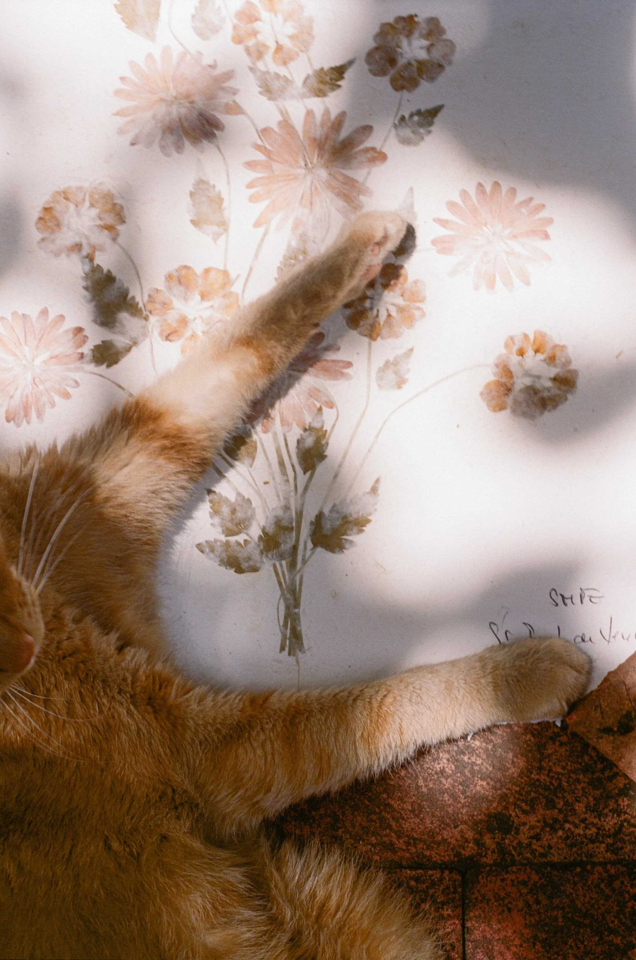 Studio cat resting among patterned papers and creative materials at Merci Studio.
