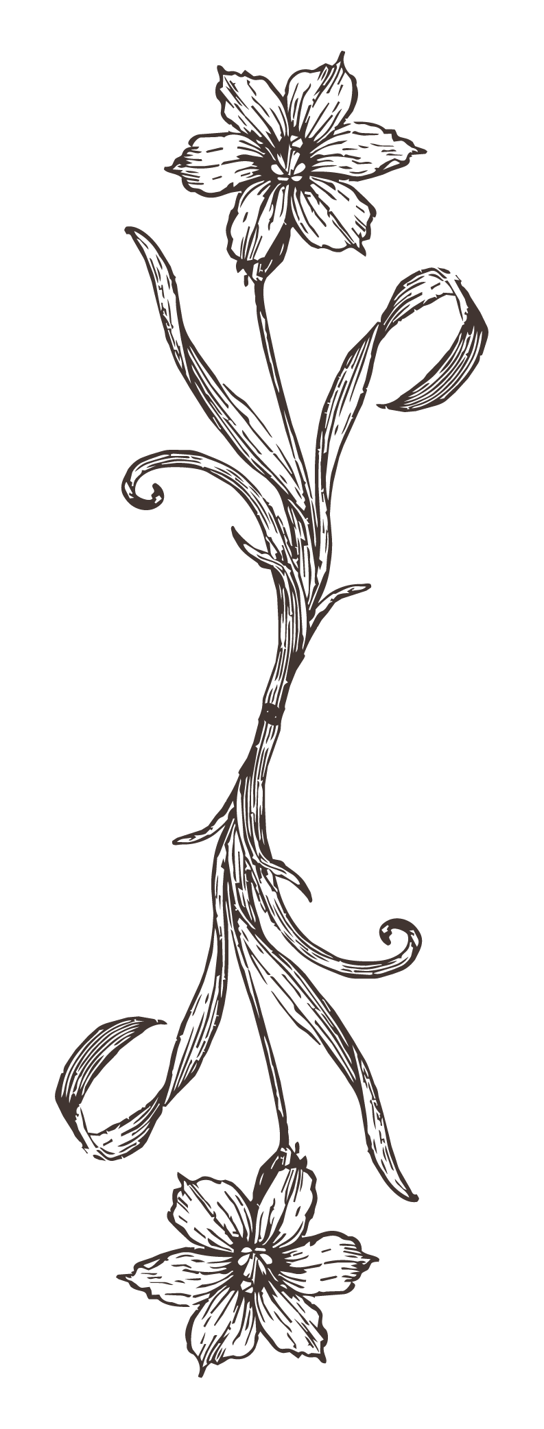 A vertical illustration of a flower with detailed petals, leaves, and curling tendrils, set against a black background.