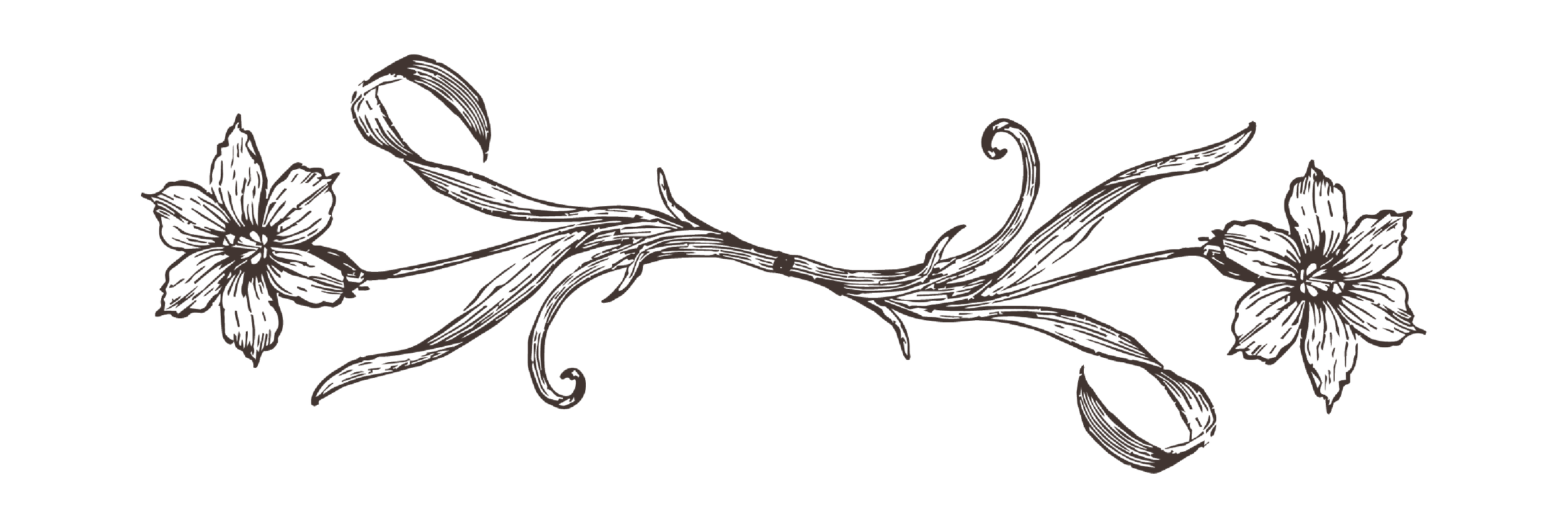 Decorative floral illustration with two flowers and foliage, drawn in fine lines.