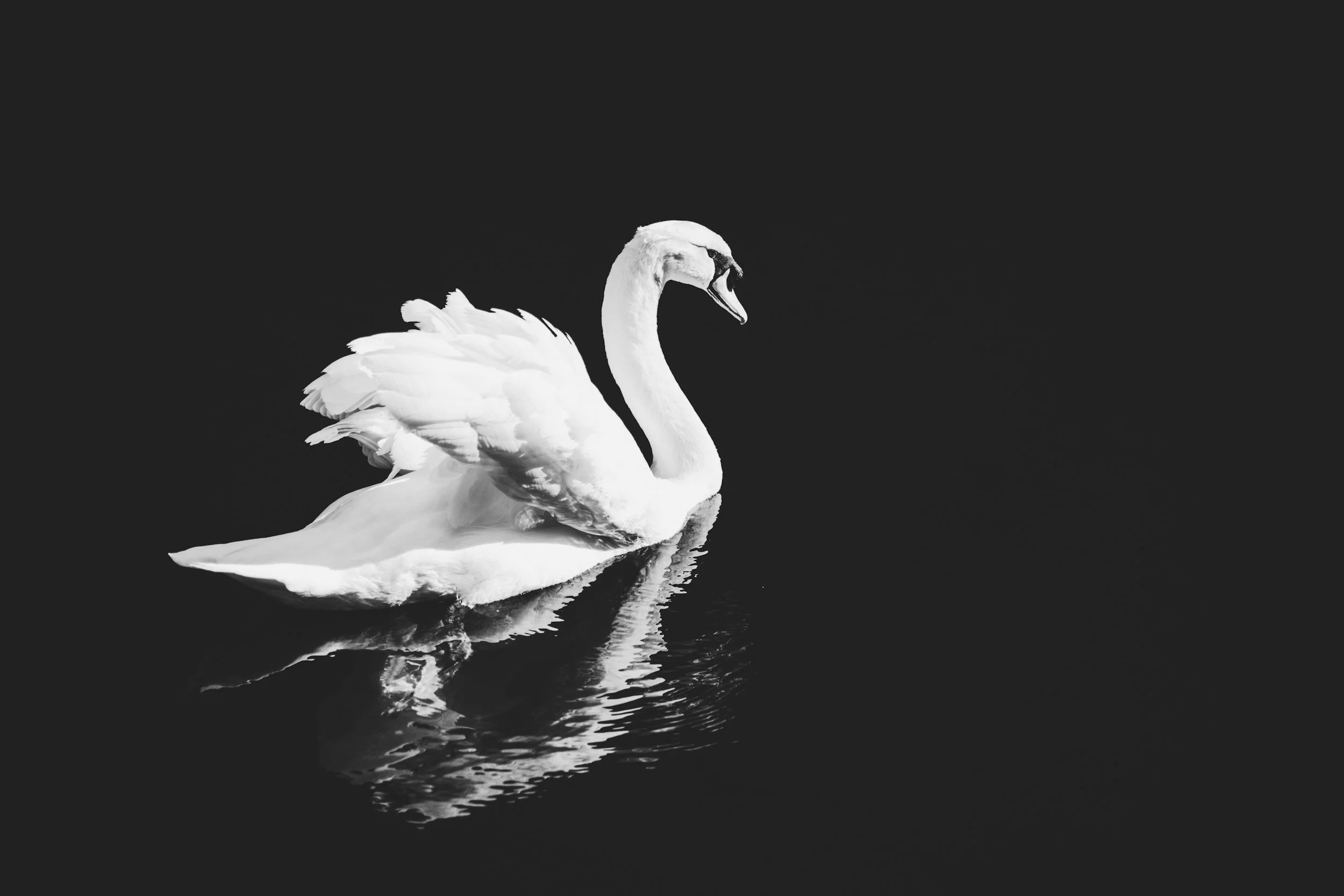 A white swan swimming in dark water, with its reflection visible beneath.