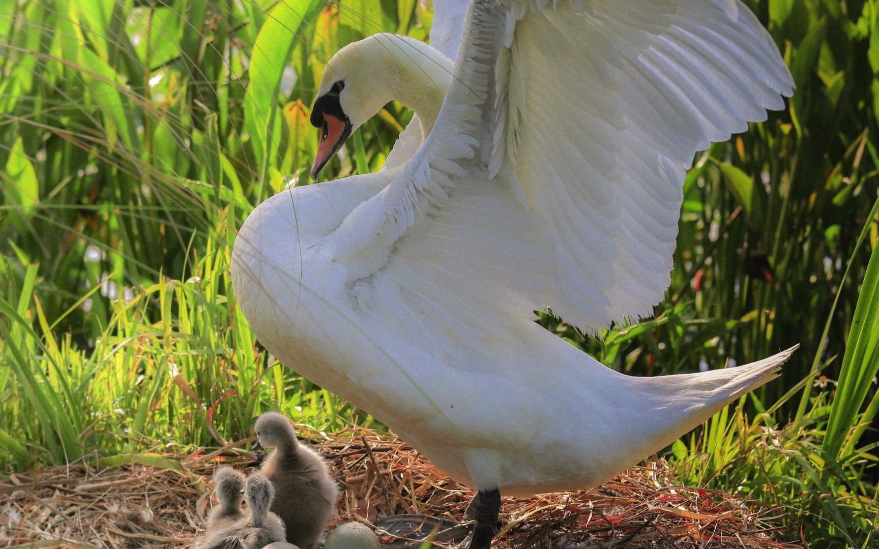 A swan with its wings partially spread, resting on a nest with several fluffy gray ducklings and eggs, surrounded by green vegetation.