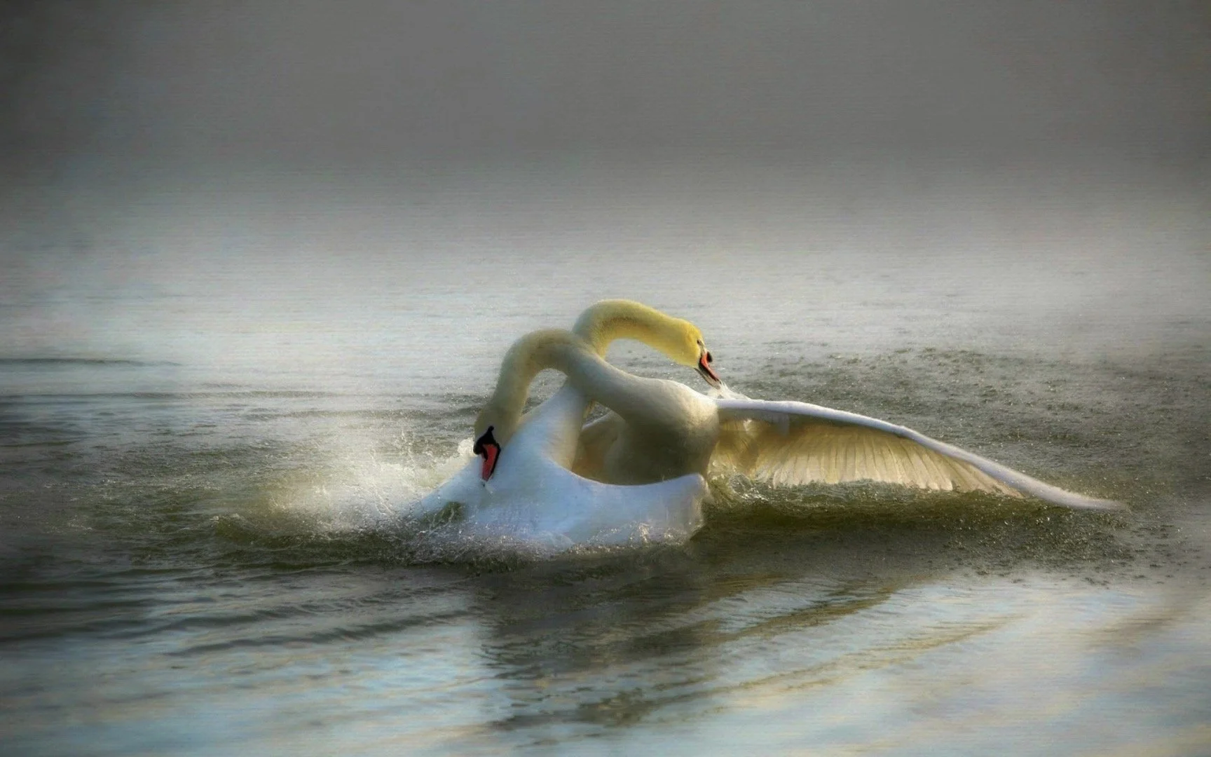 Two swans are engaging in a courtship display on a body of water, with their necks intertwined and wings partially extended, creating a symmetrical and elegant scene.