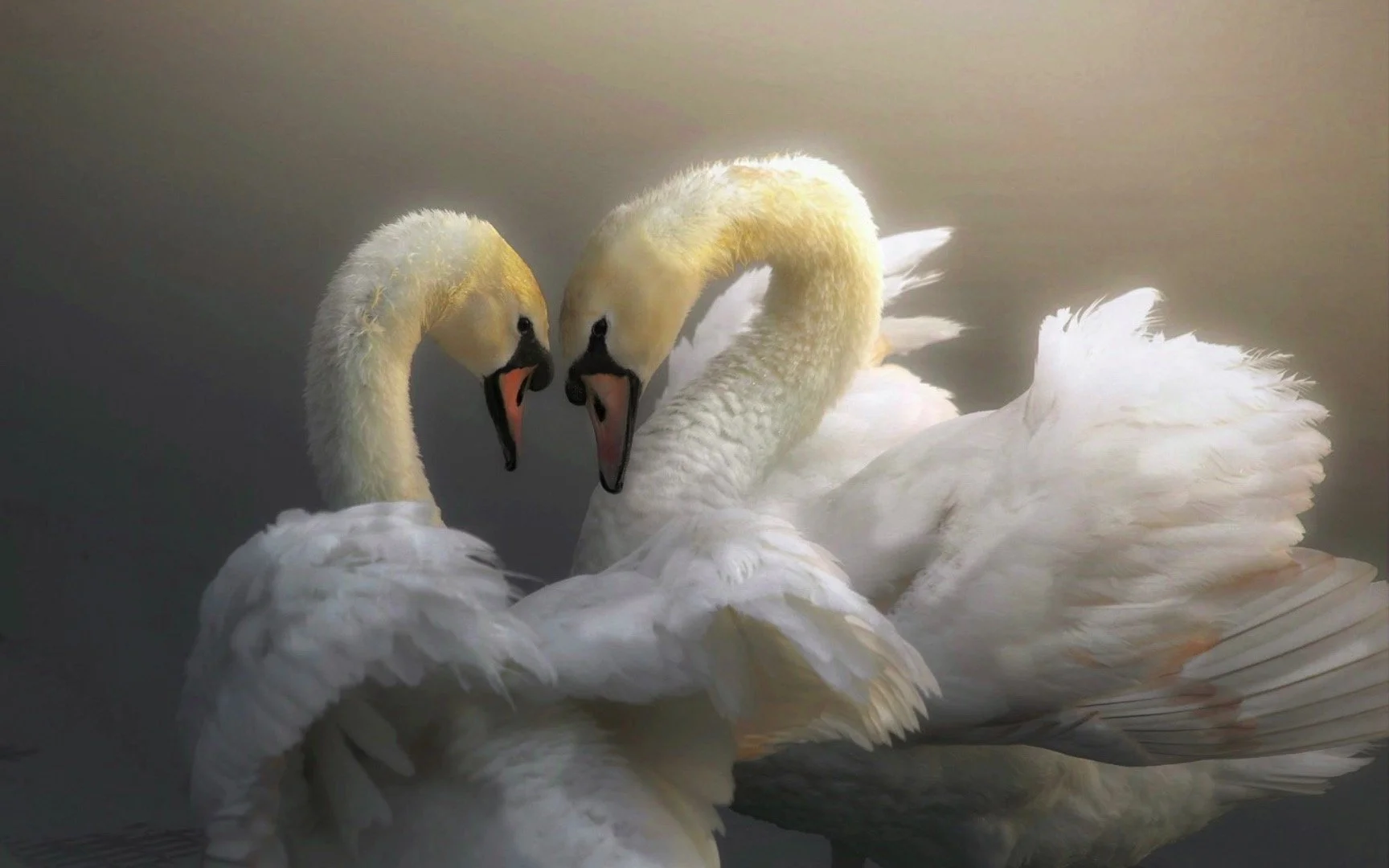 Two white swans with curved necks touching, facing each other on water, with slightly ruffled feathers and soft lighting.