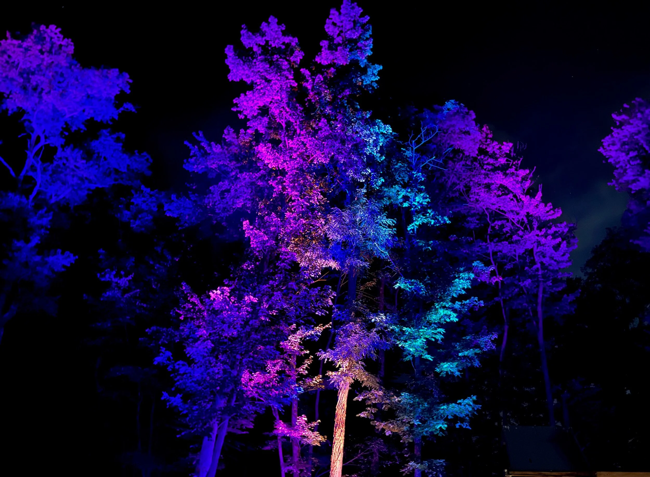 Pittsburgh Uplighting - Uplighting Examples - 2 (1).jpeg