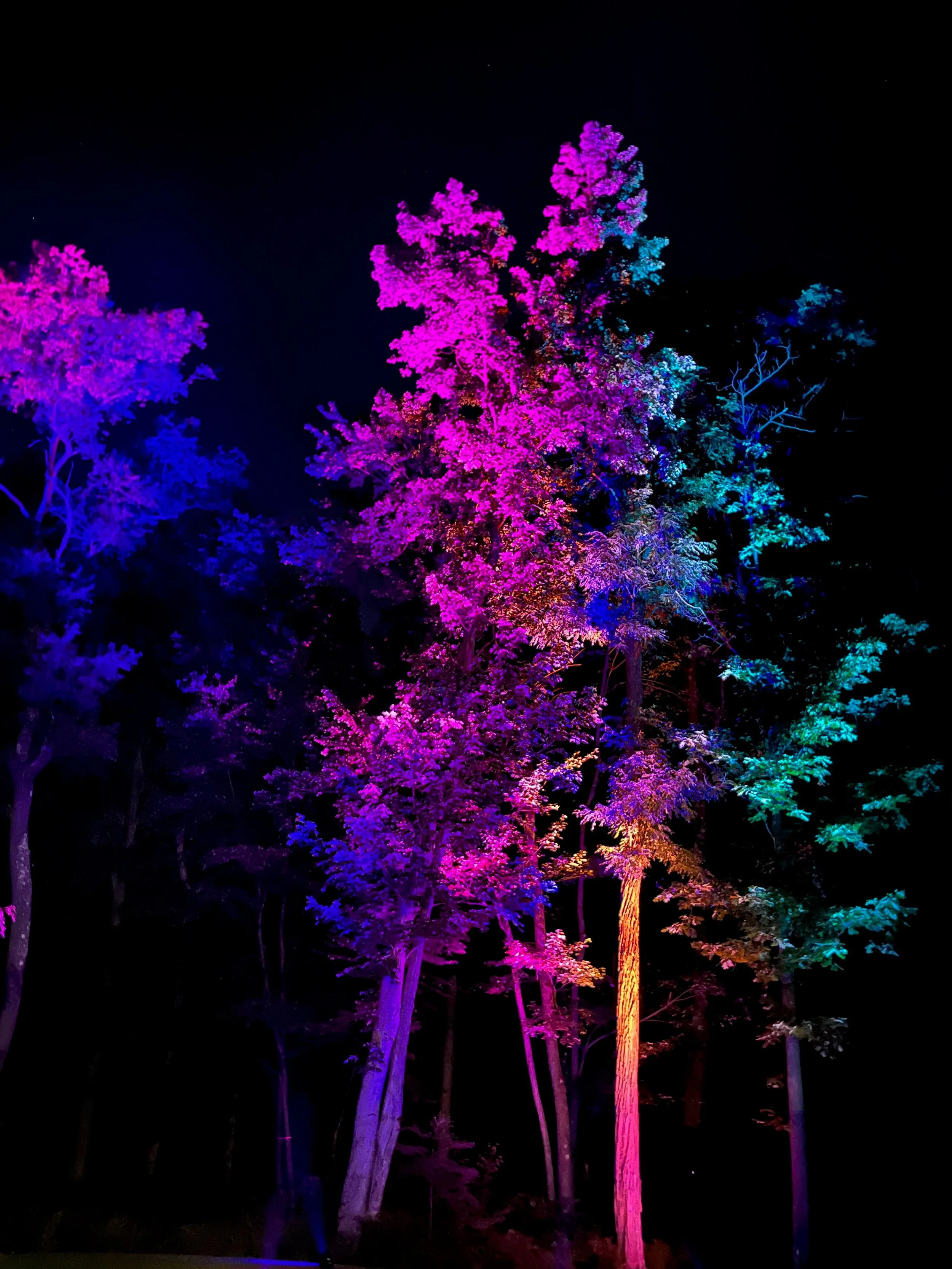 Pittsburgh Uplighting - Uplighting Examples - 1 (11).jpeg