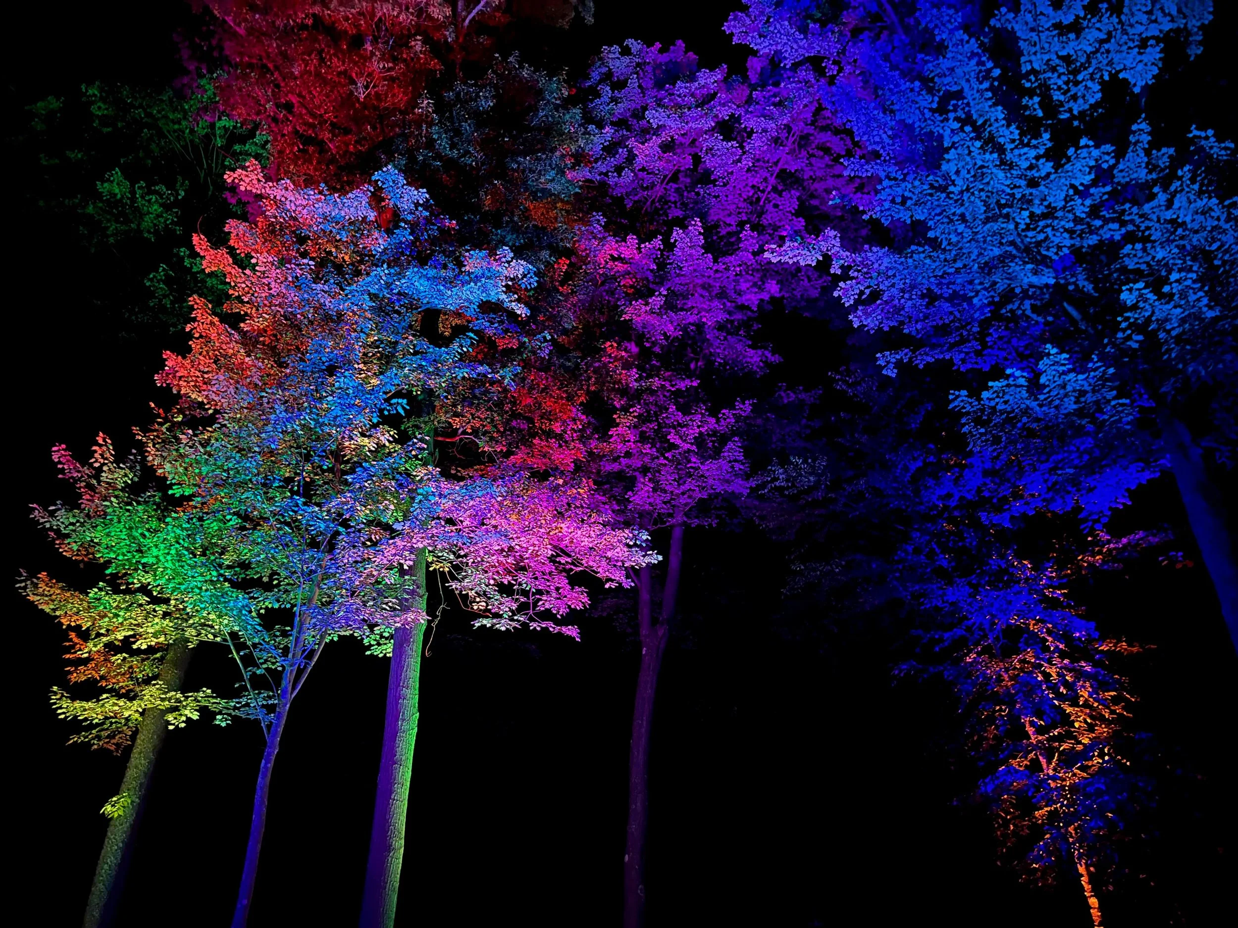Pittsburgh Uplighting - Uplighting Examples - 3.jpeg
