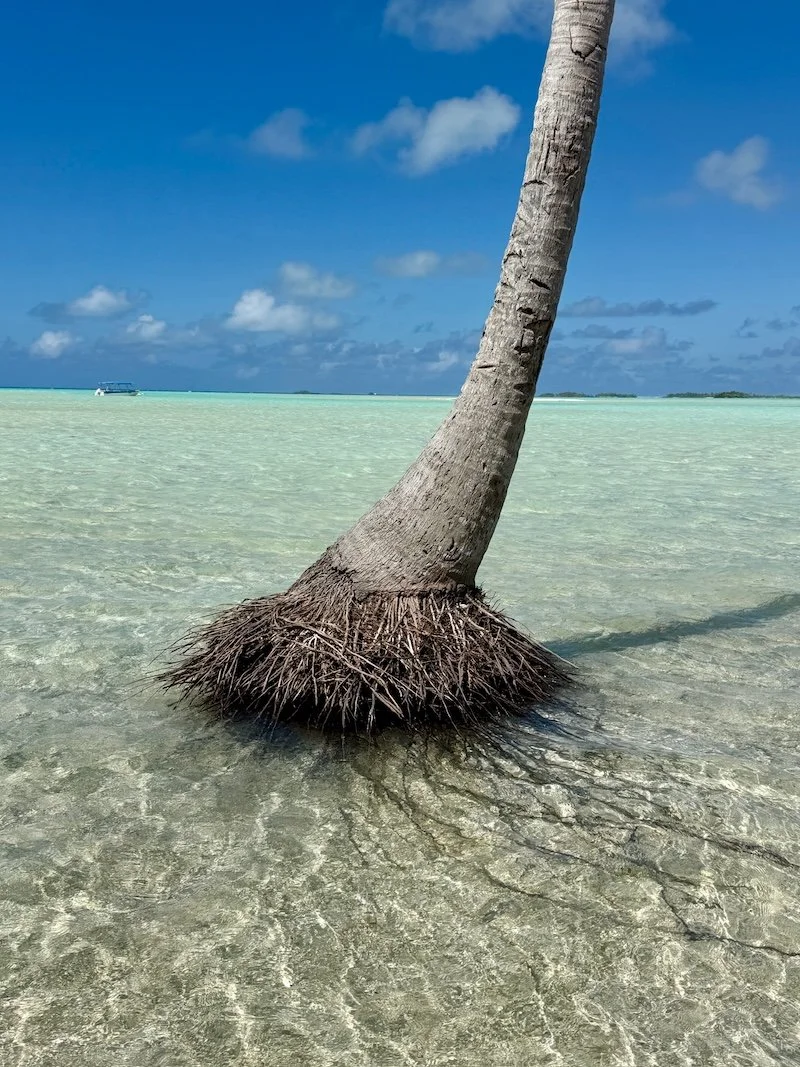 coconut-palm-in-lagoon-rangiroa-tahiti-ibeman.JPG