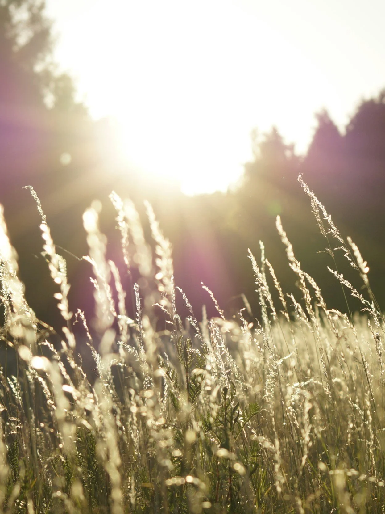 Field of tall grasses with the sun shining brightly in the background