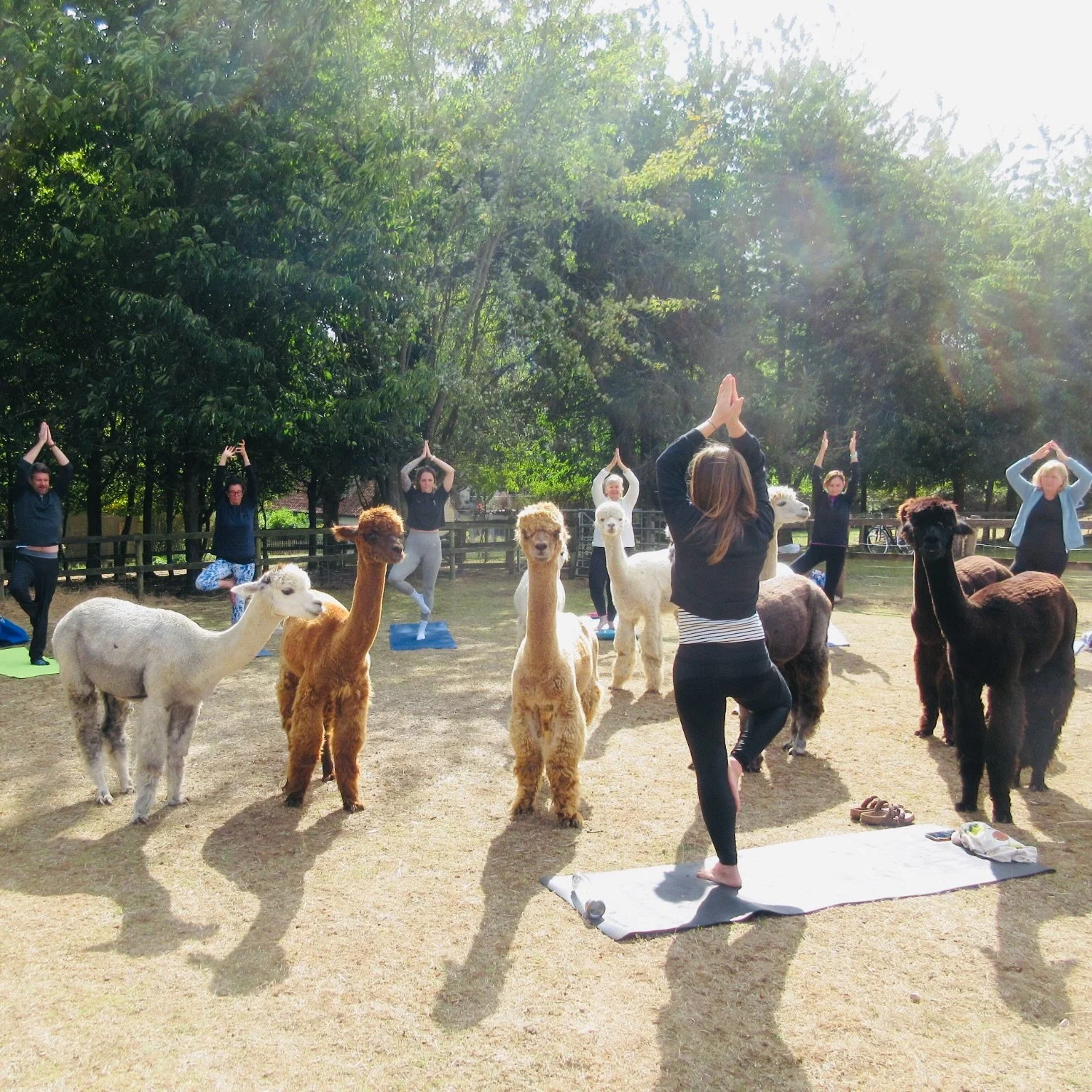 🦙🍂Alpaca Yoga &amp; Soundbath Autumn Equinox | Sat 19th Sep @burnt_fen_alpacas 

Before your yoga practice, enjoy a peaceful walk to our beautiful broad in the company of our gentle alpacas. After your practice you are invited to relax as a magical