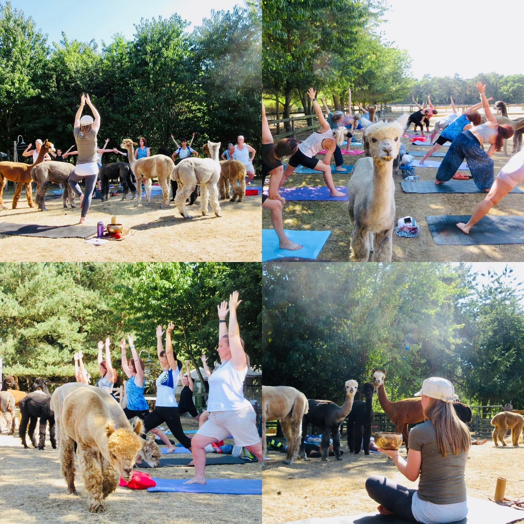 Alpaca Yoga - Saturdays 2:30-4:30pm