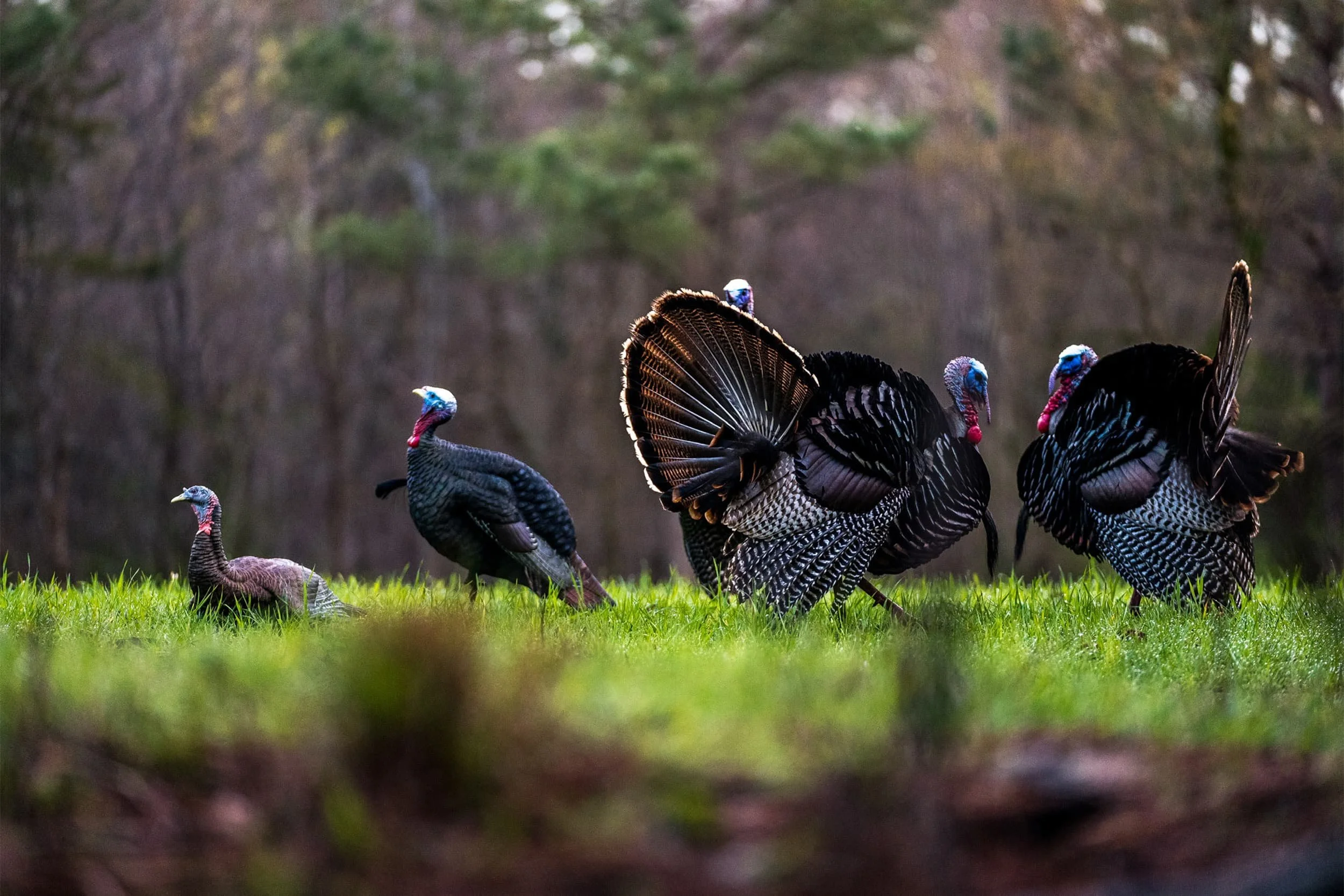 Multiple wild turkeys foraging on a grassy field with a blurred forest background.