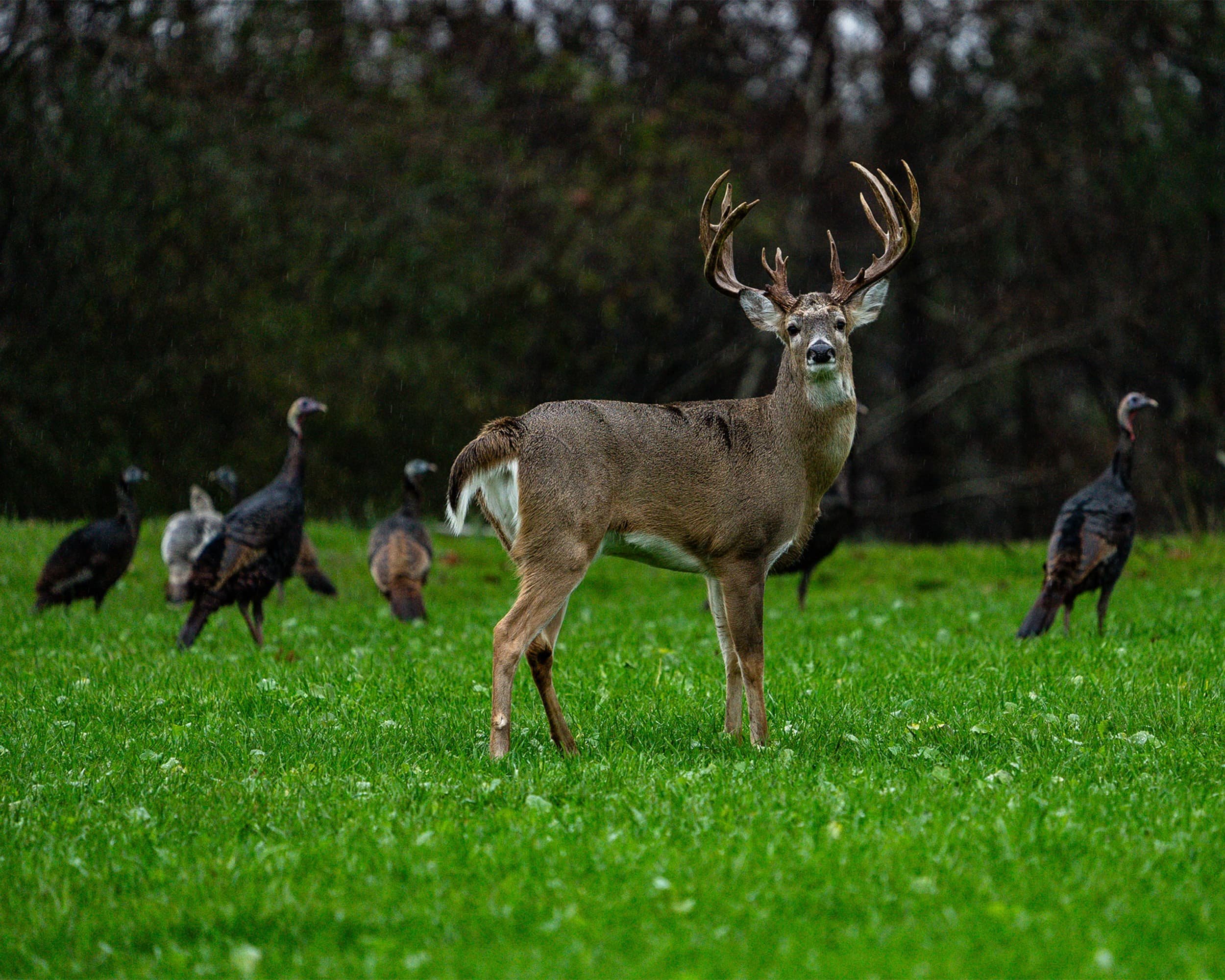 A deer with antlers standing on green grass, surrounded by dark trees, with turkey vultures visible in the background.