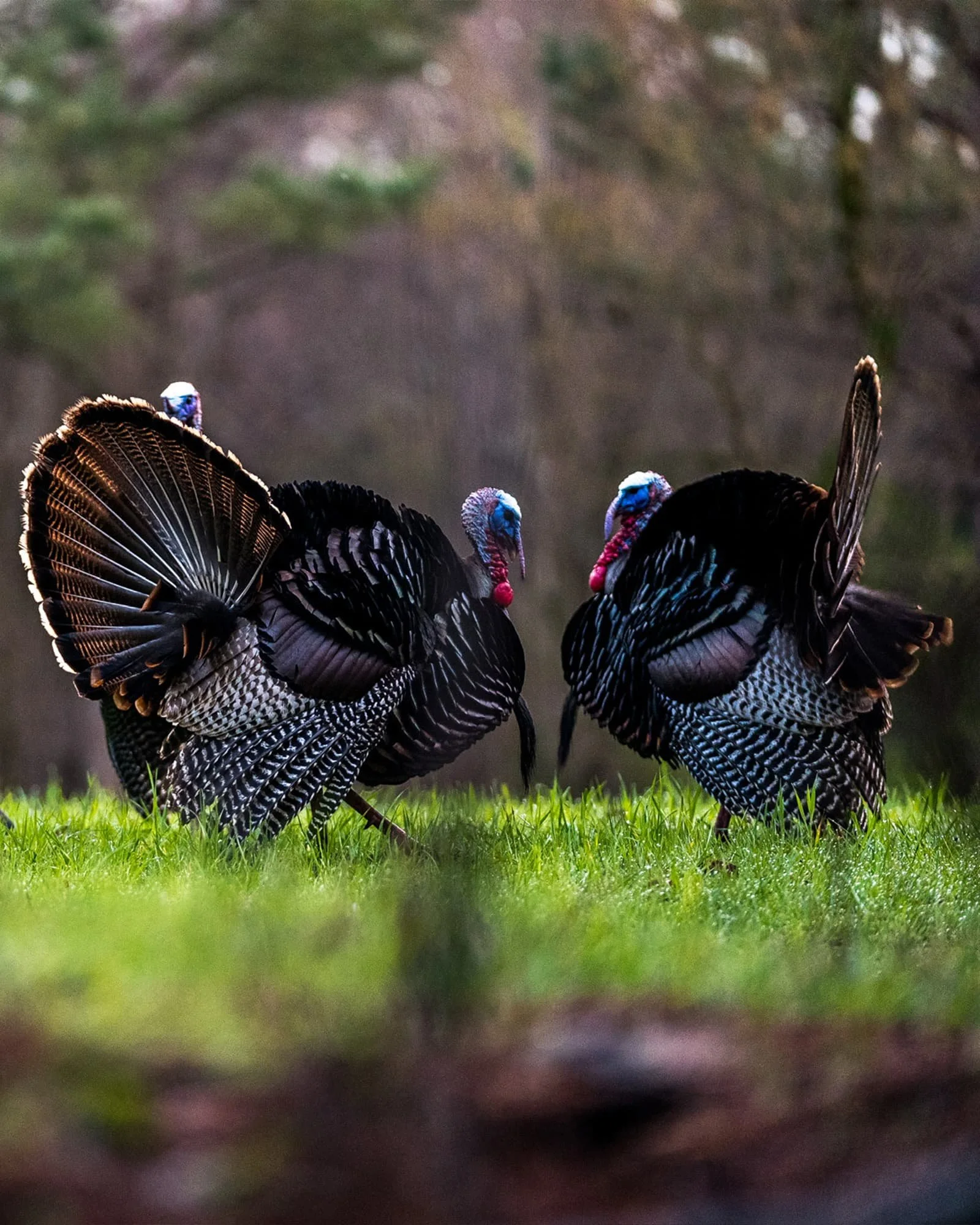 Two wild turkeys standing on green grass in a natural outdoor setting.